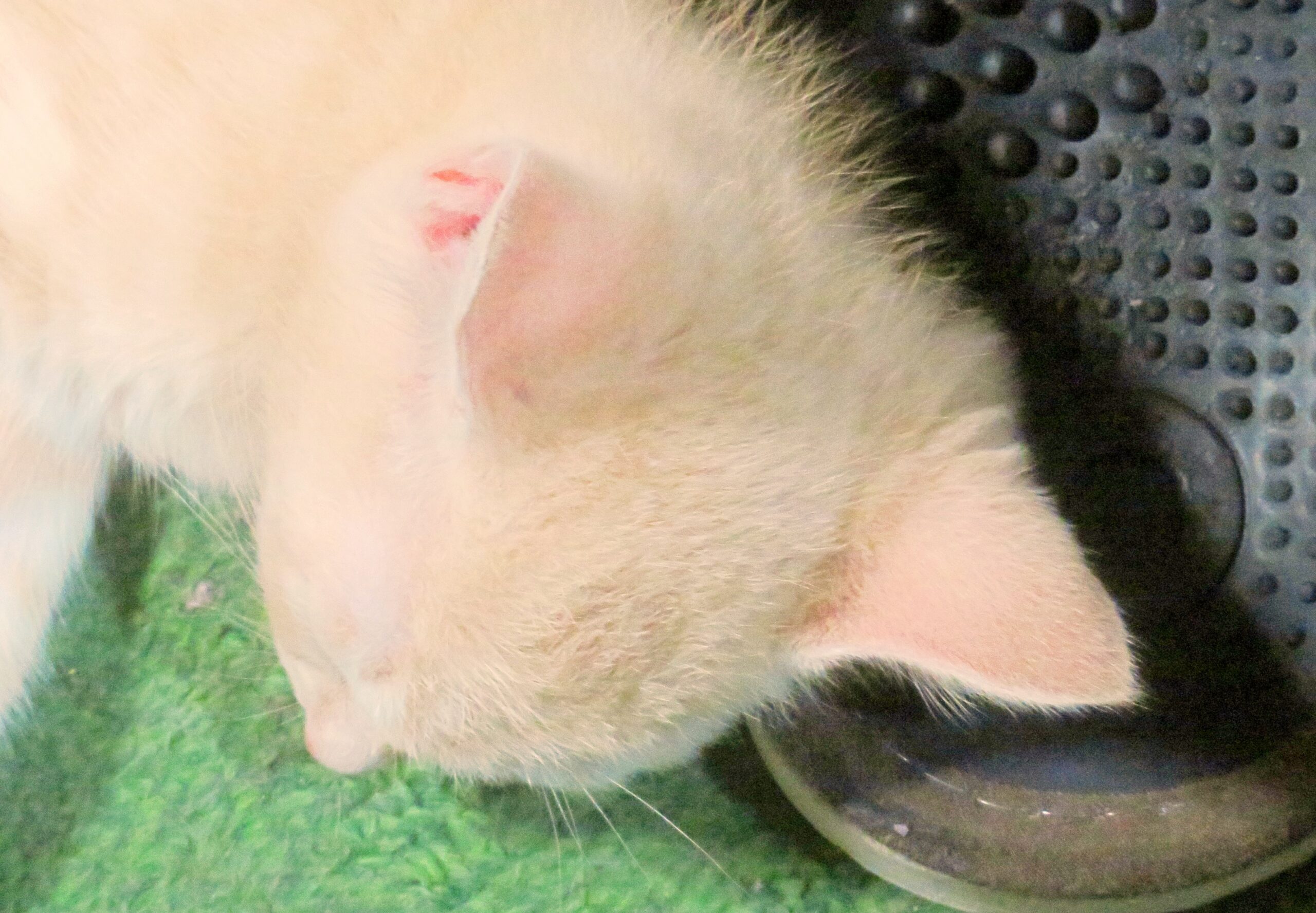 こねこ、そら、遊ぶ