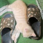 こねこ、そら、寝る