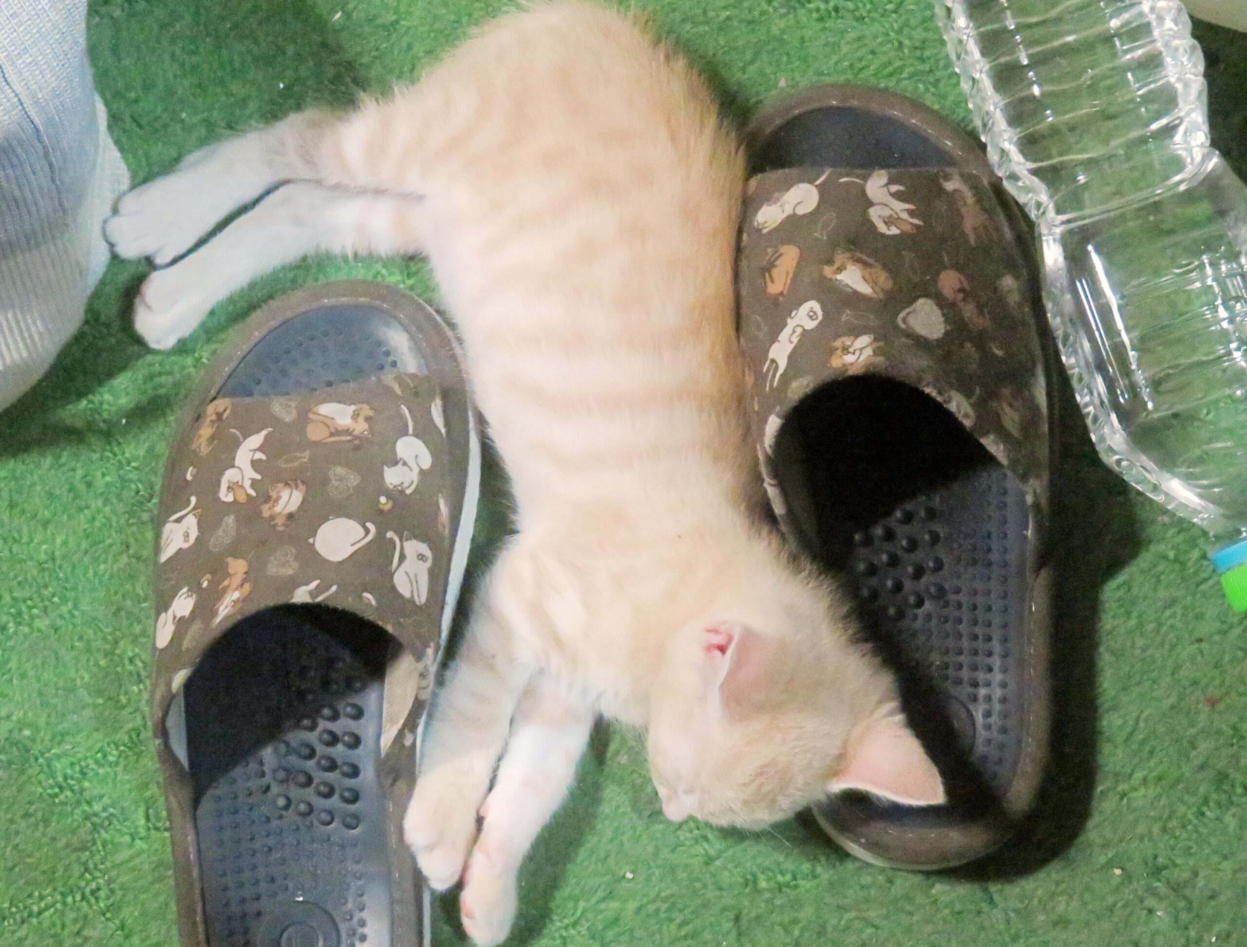 こねこ、そら、寝る