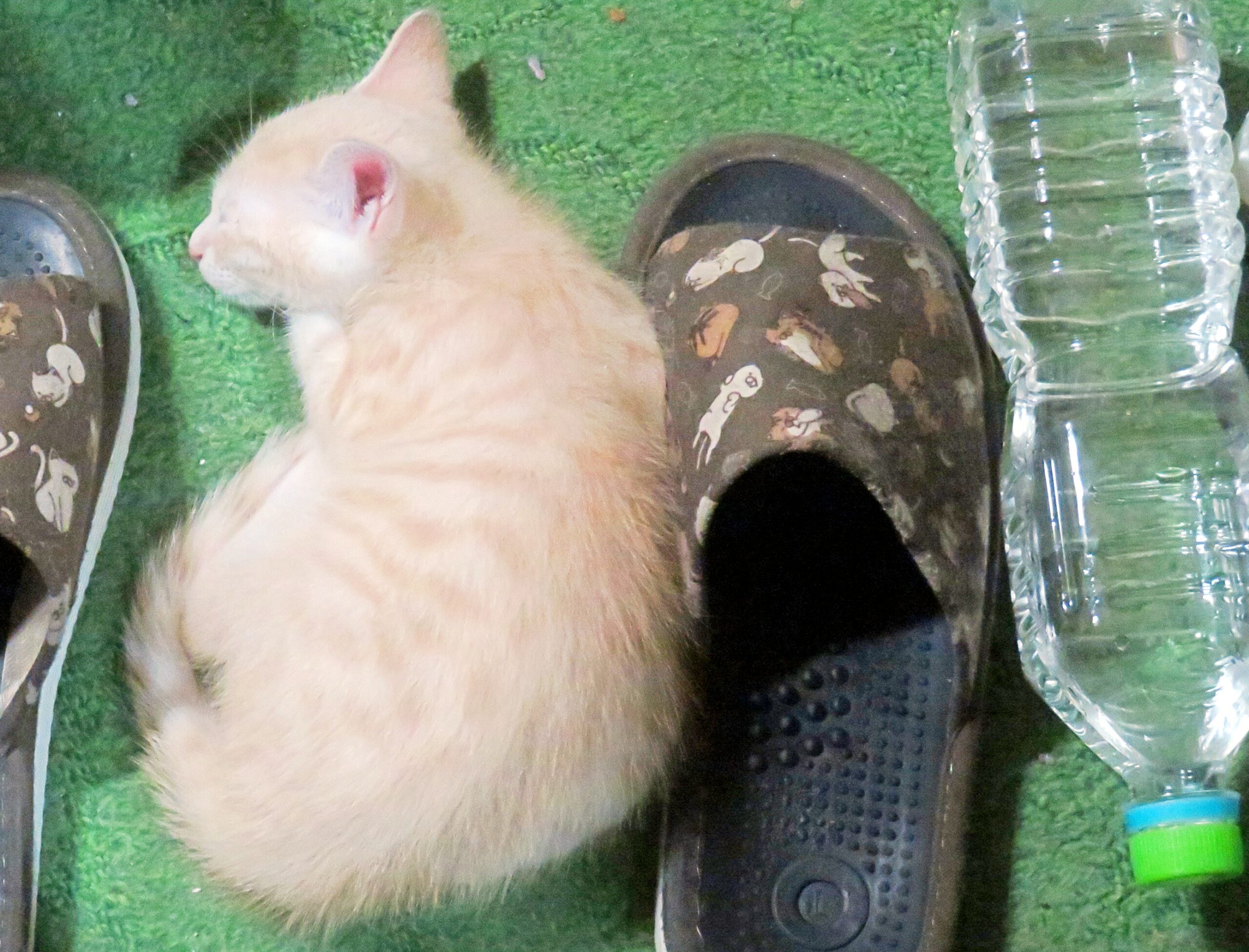 こねこ、そら、寝る
