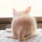 こねこ、そら、遊ぶ