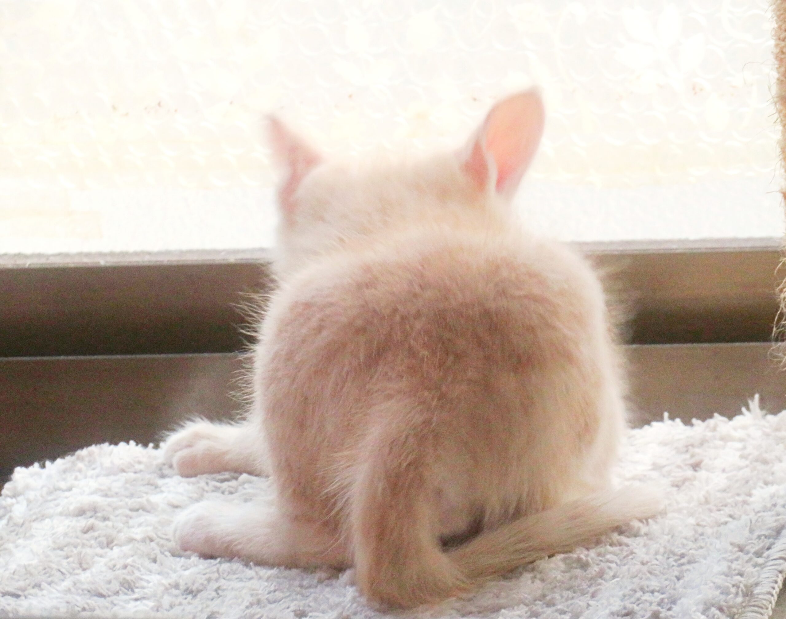 こねこ、そら、遊ぶ