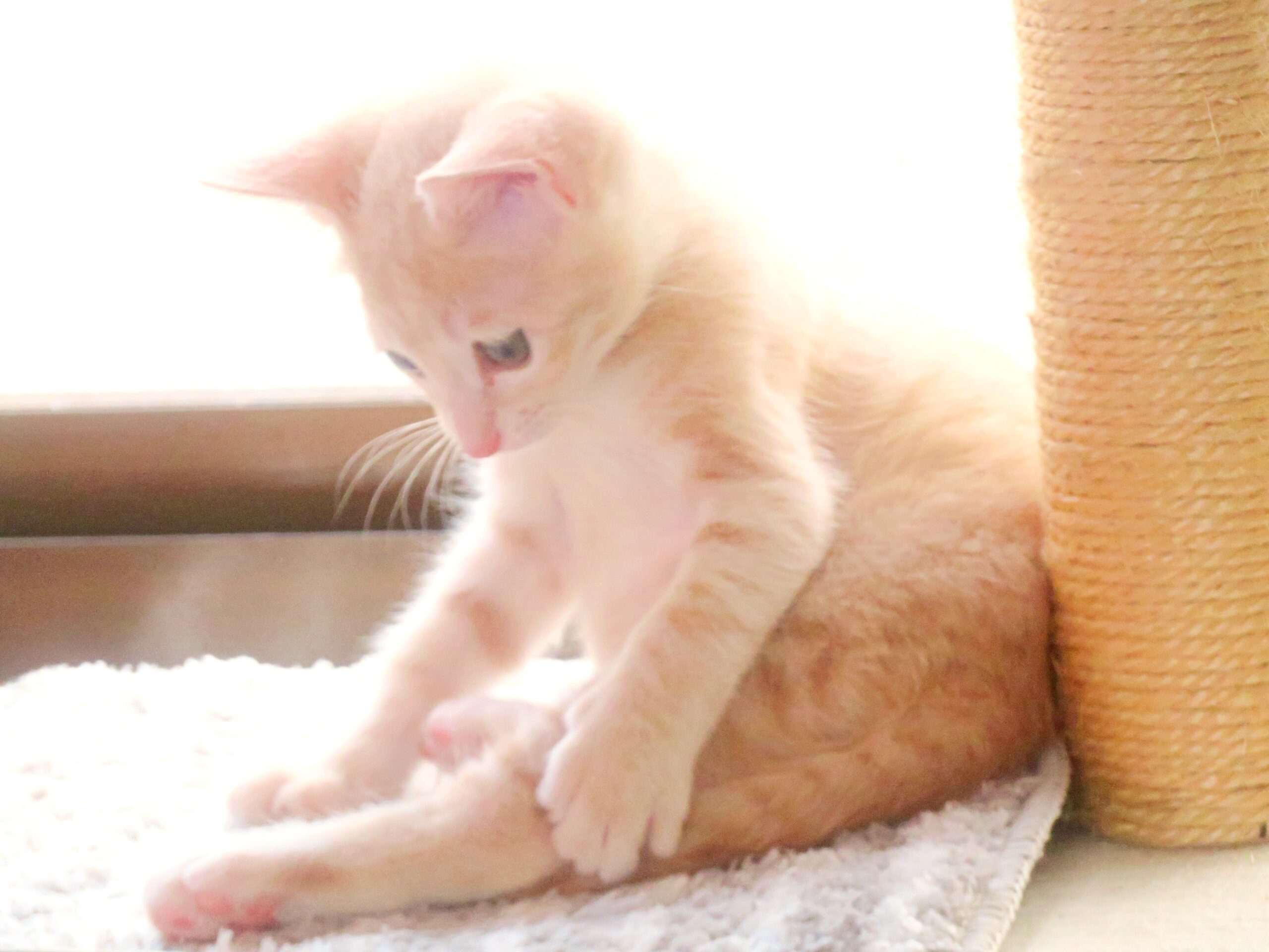 こねこ、そら、遊ぶ