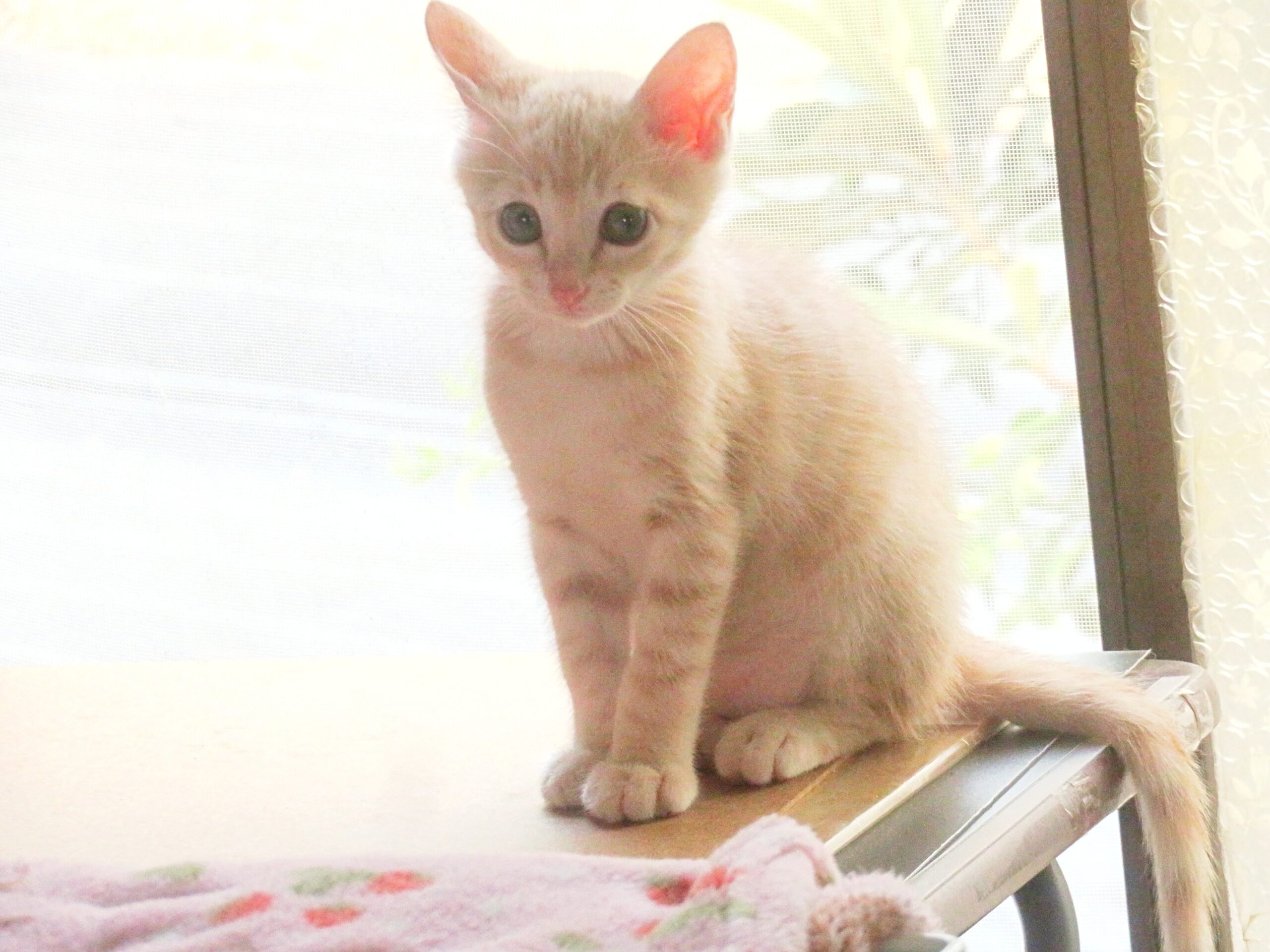 こねこ、そら、遊ぶ