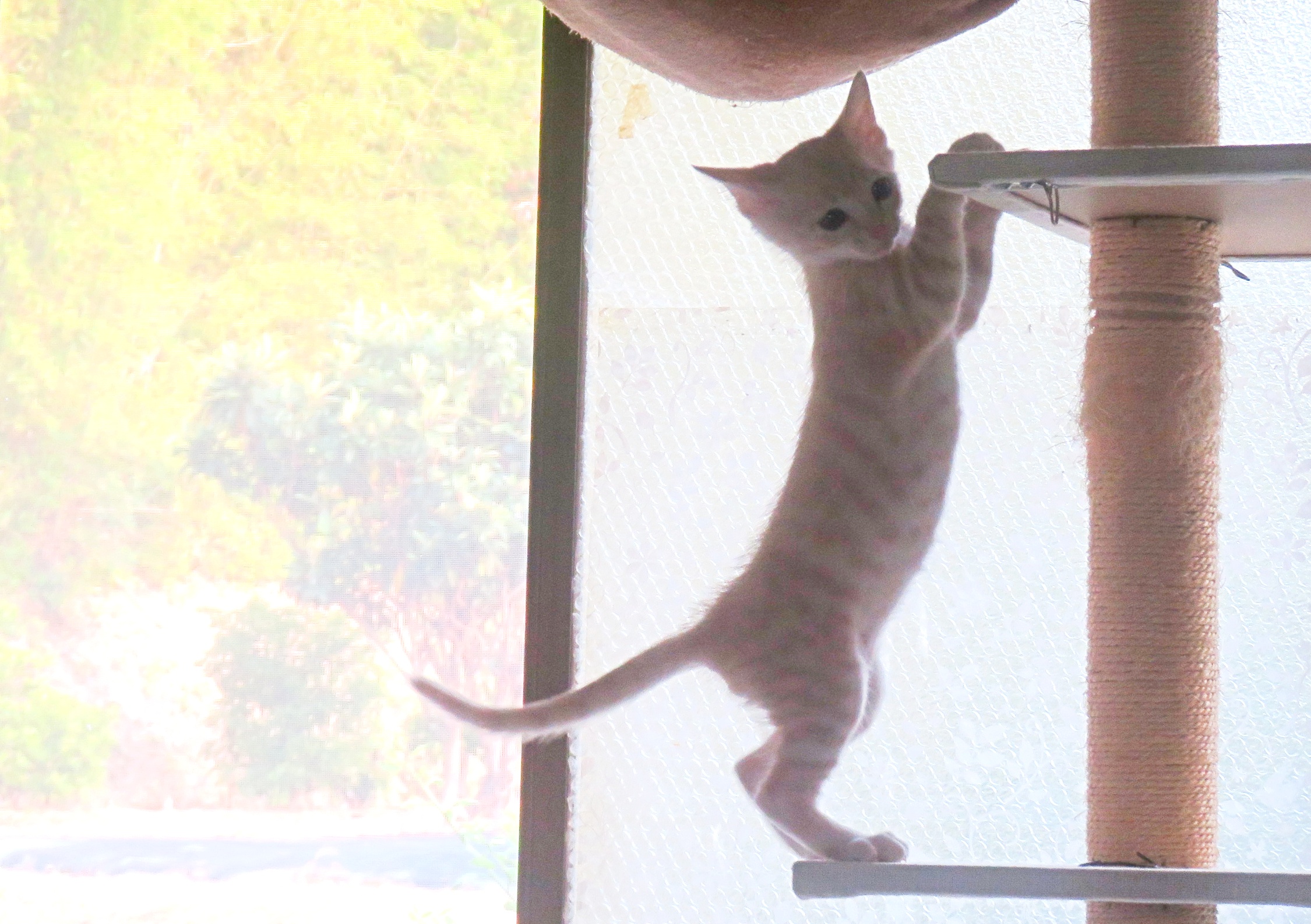 こねこ、そら、遊ぶ
