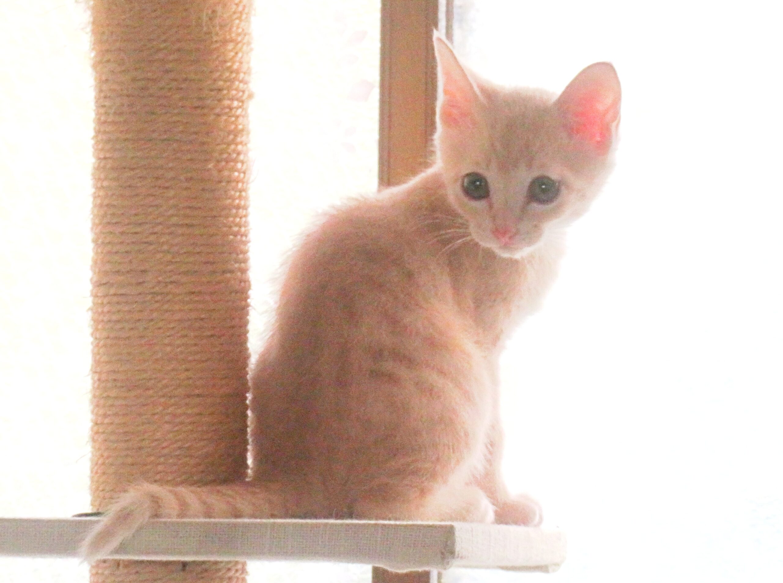 こねこ、そら、遊ぶ