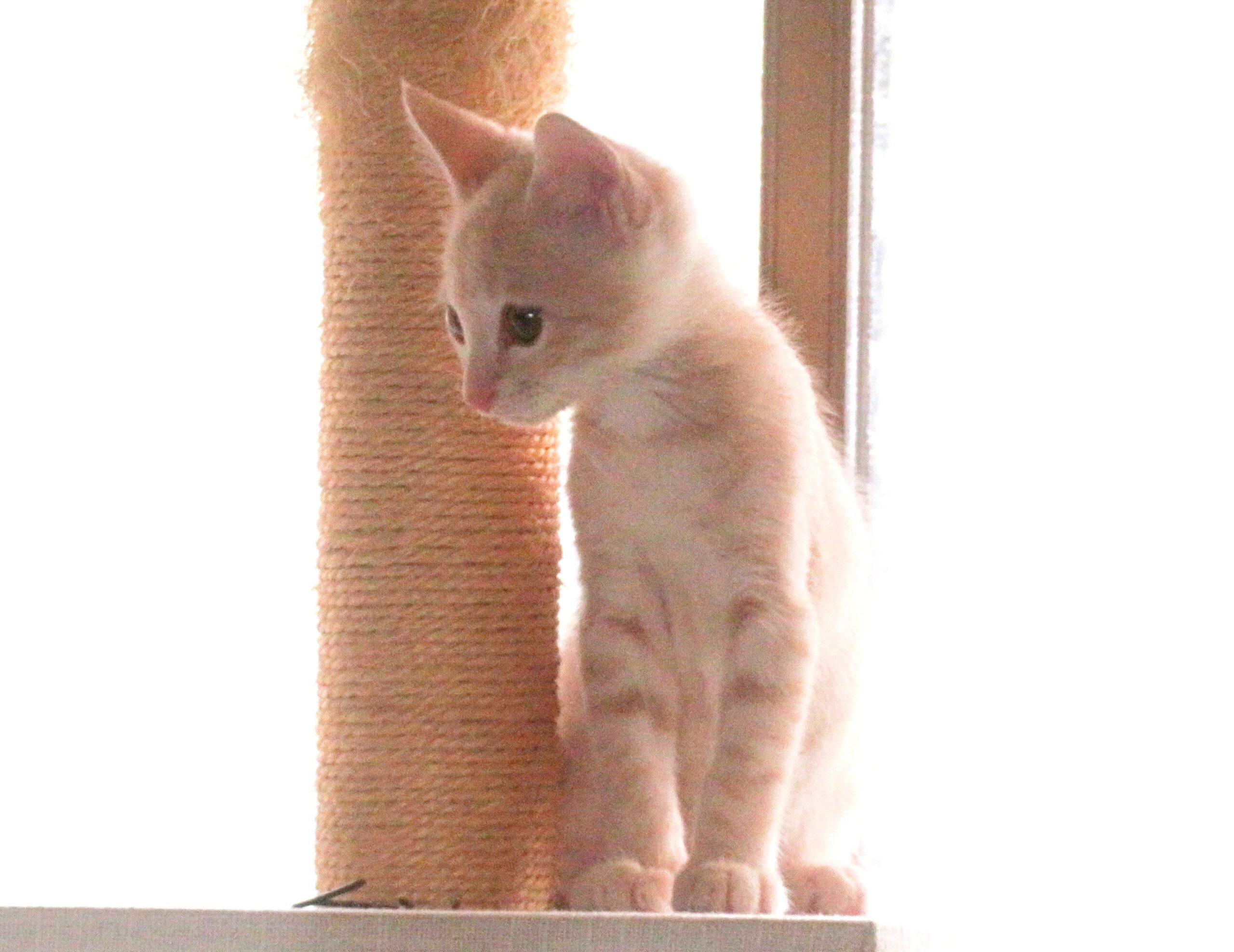 こねこ、そら、遊ぶ