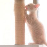こねこ、そら、遊ぶ