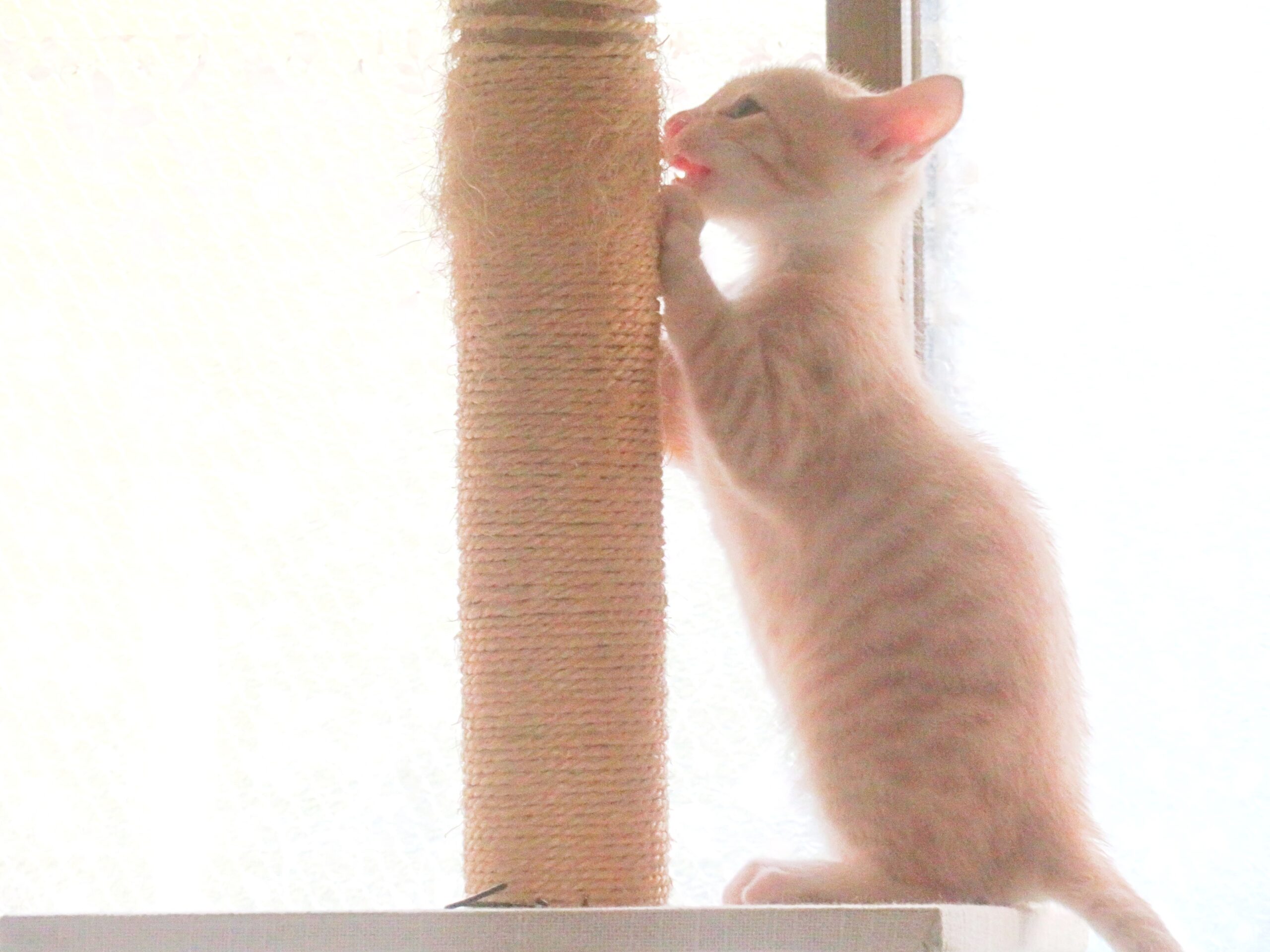 こねこ、そら、遊ぶ