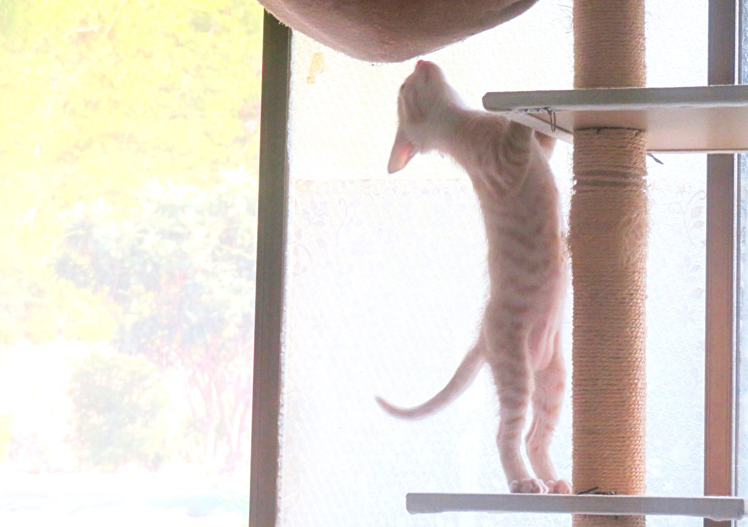 こねこ、そら、遊ぶ
