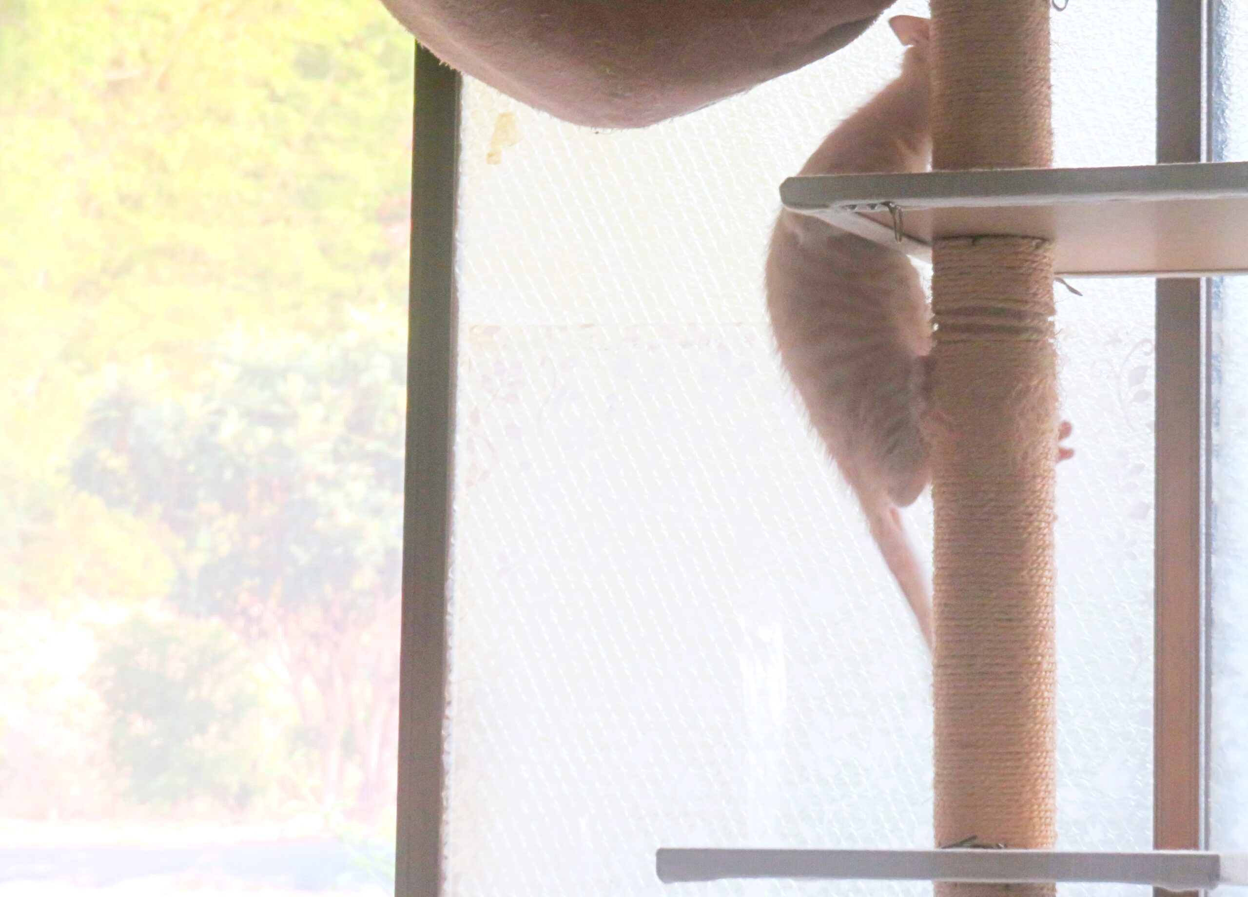 こねこ、そら、遊ぶ