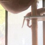 こねこ、そら、遊ぶ