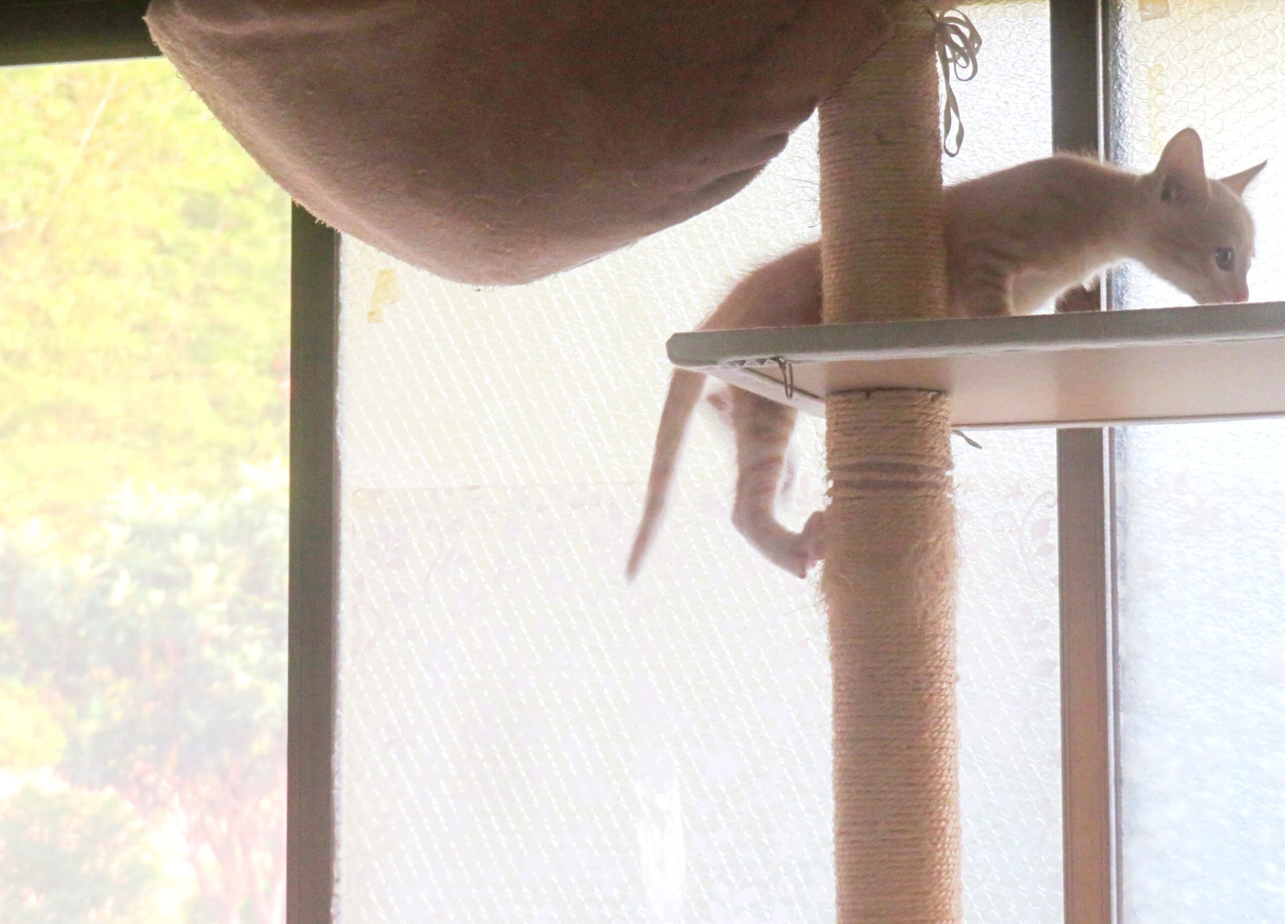 こねこ、そら、遊ぶ