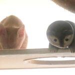 こねこ、そら、遊ぶ
