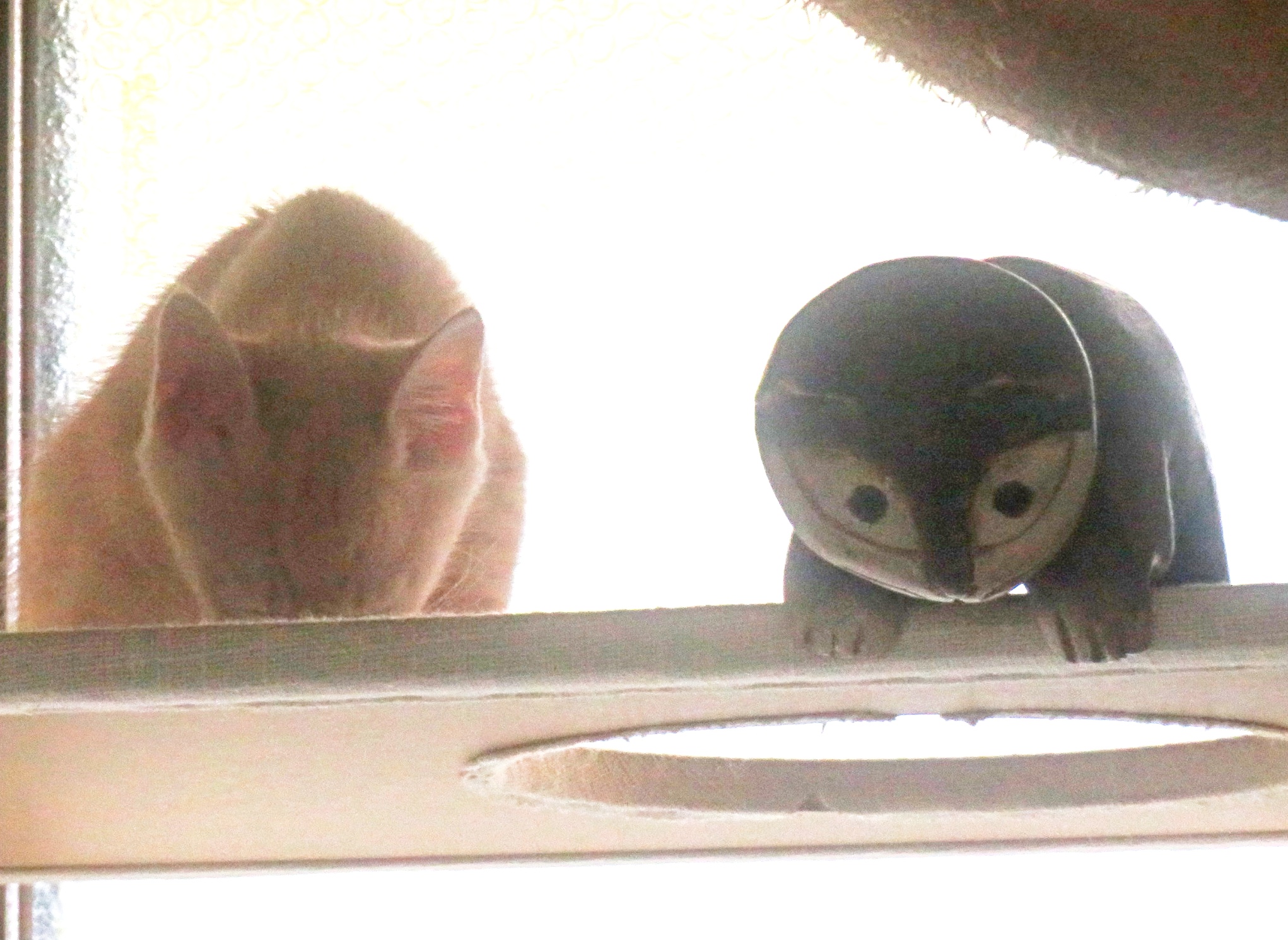こねこ、そら、遊ぶ