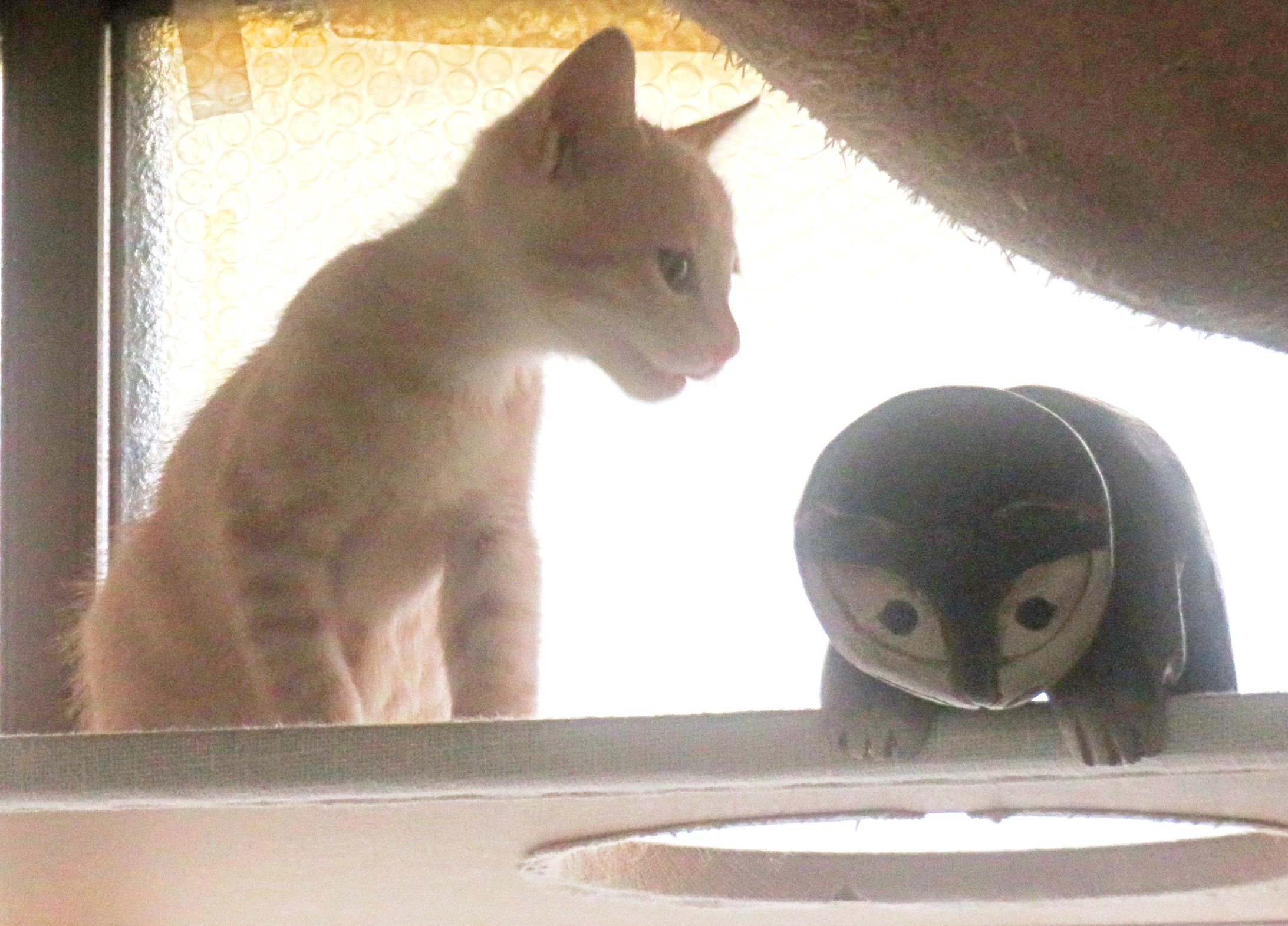 こねこ、そら、遊ぶ
