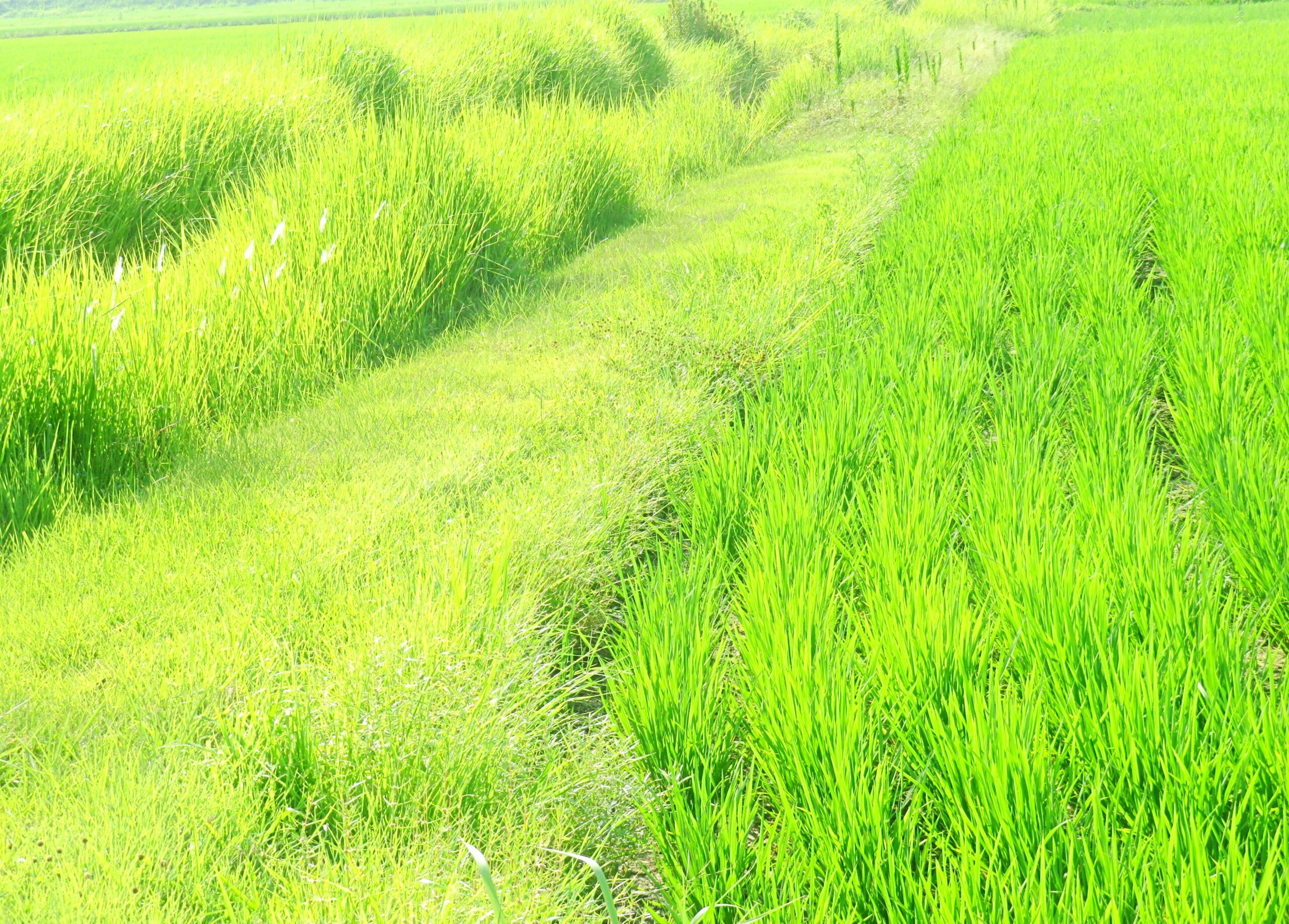 真夏の田舎道