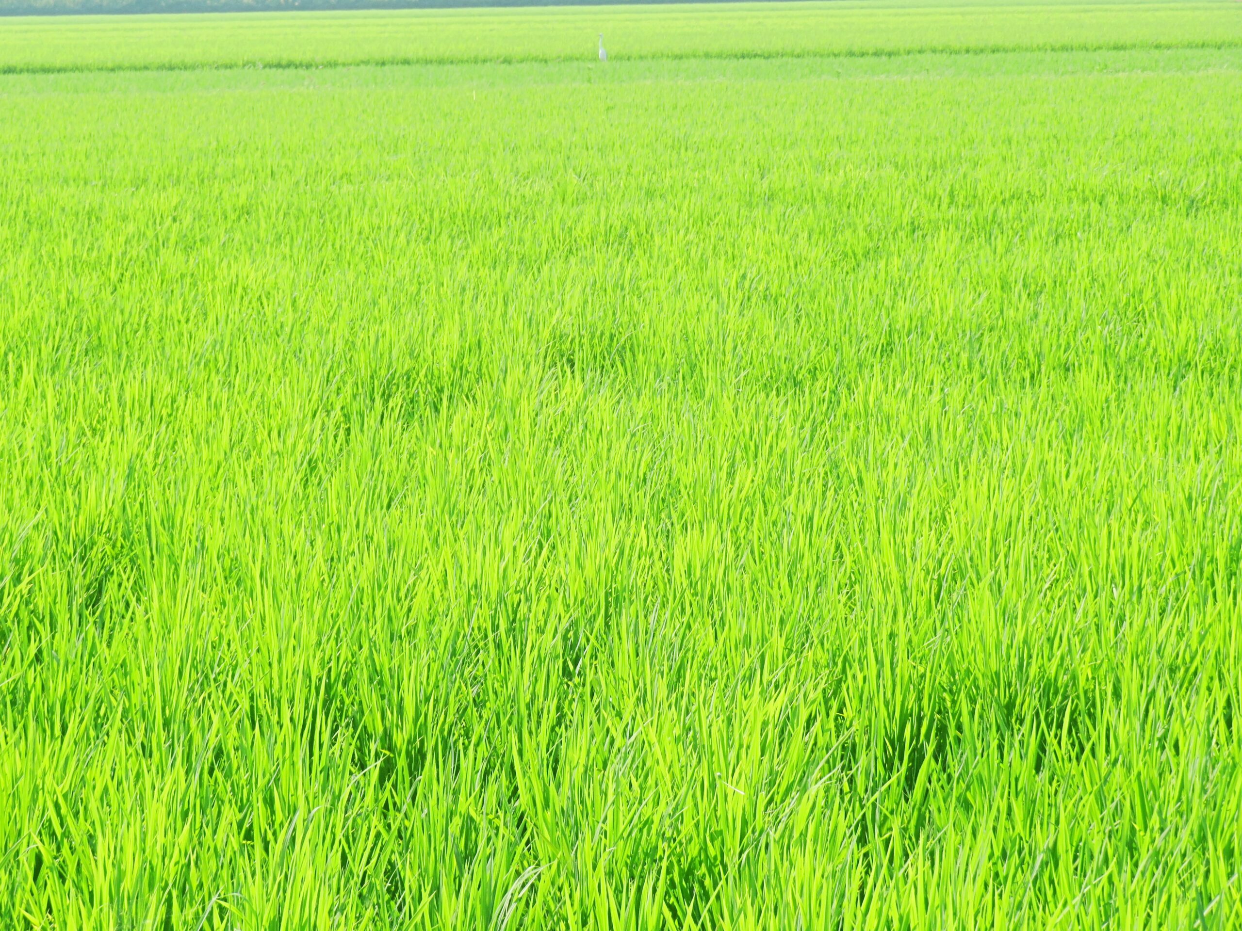 7月の田んぼ