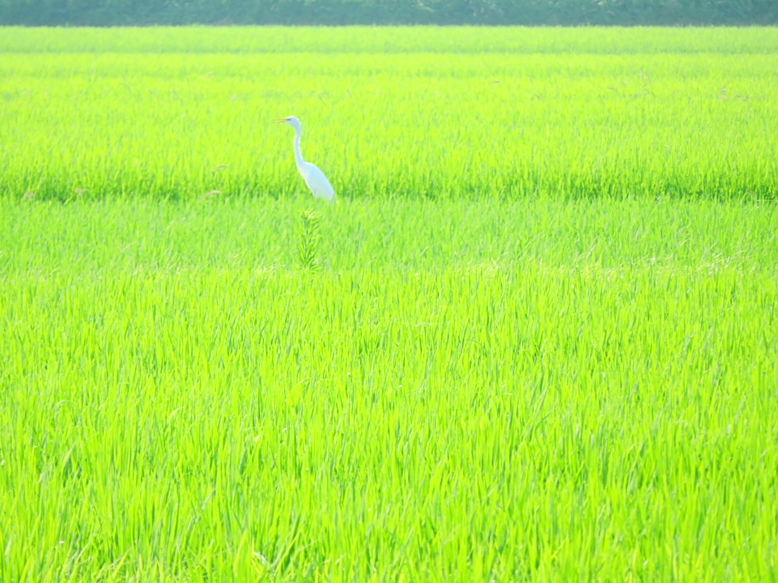 7月の田んぼ