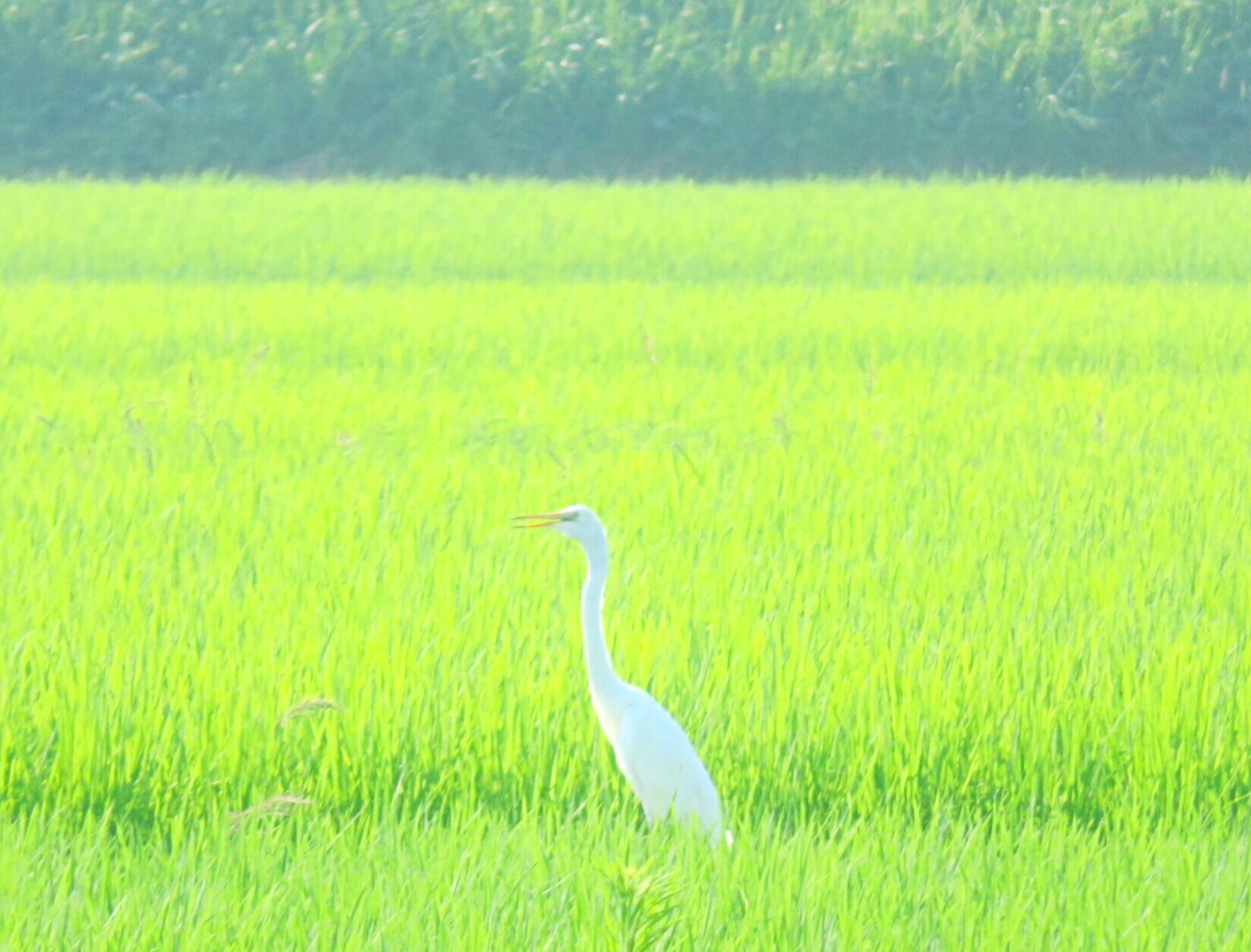 7月の田んぼ