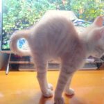こねこ、そら、遊ぶ