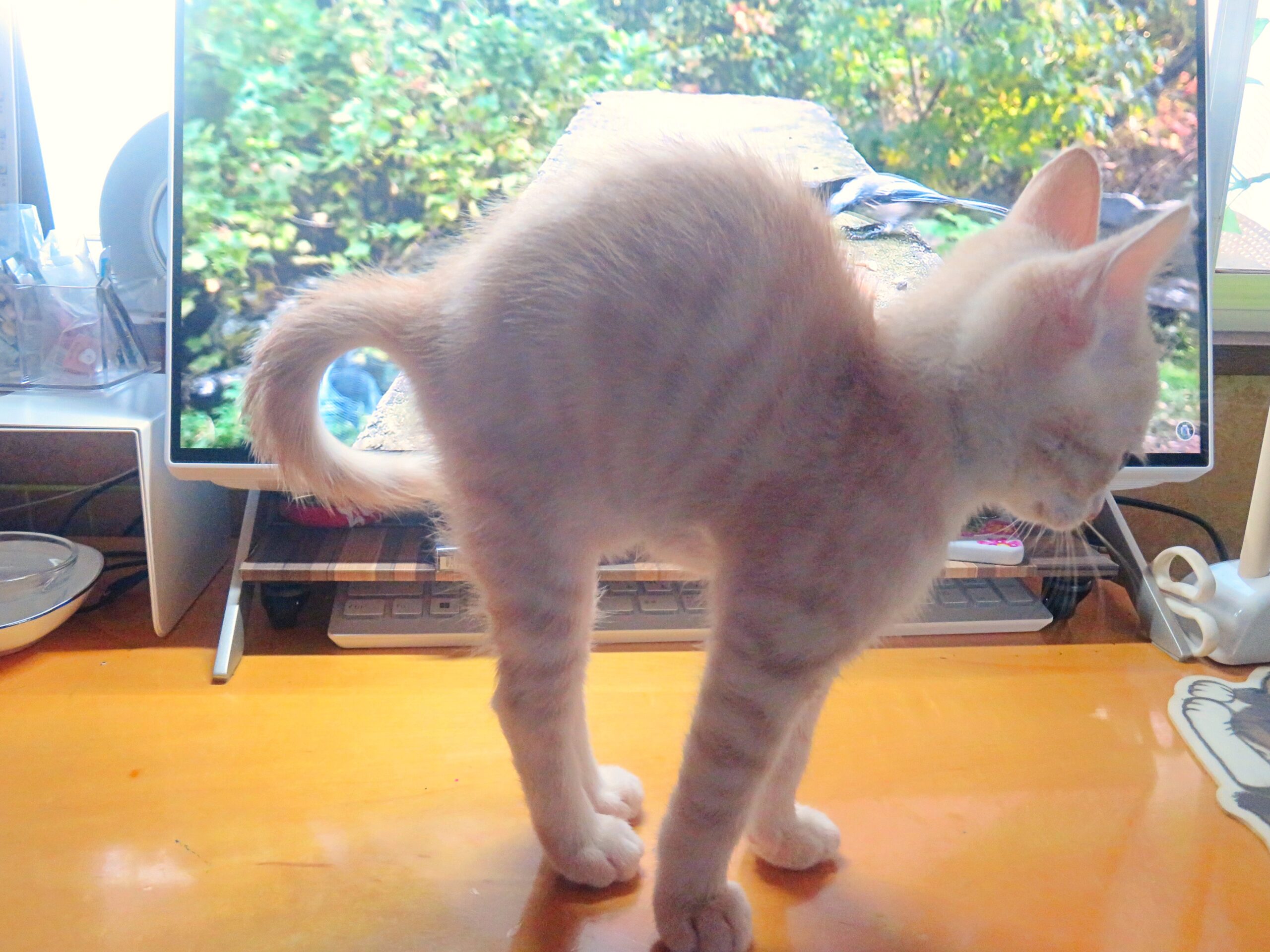 こねこ、そら、遊ぶ