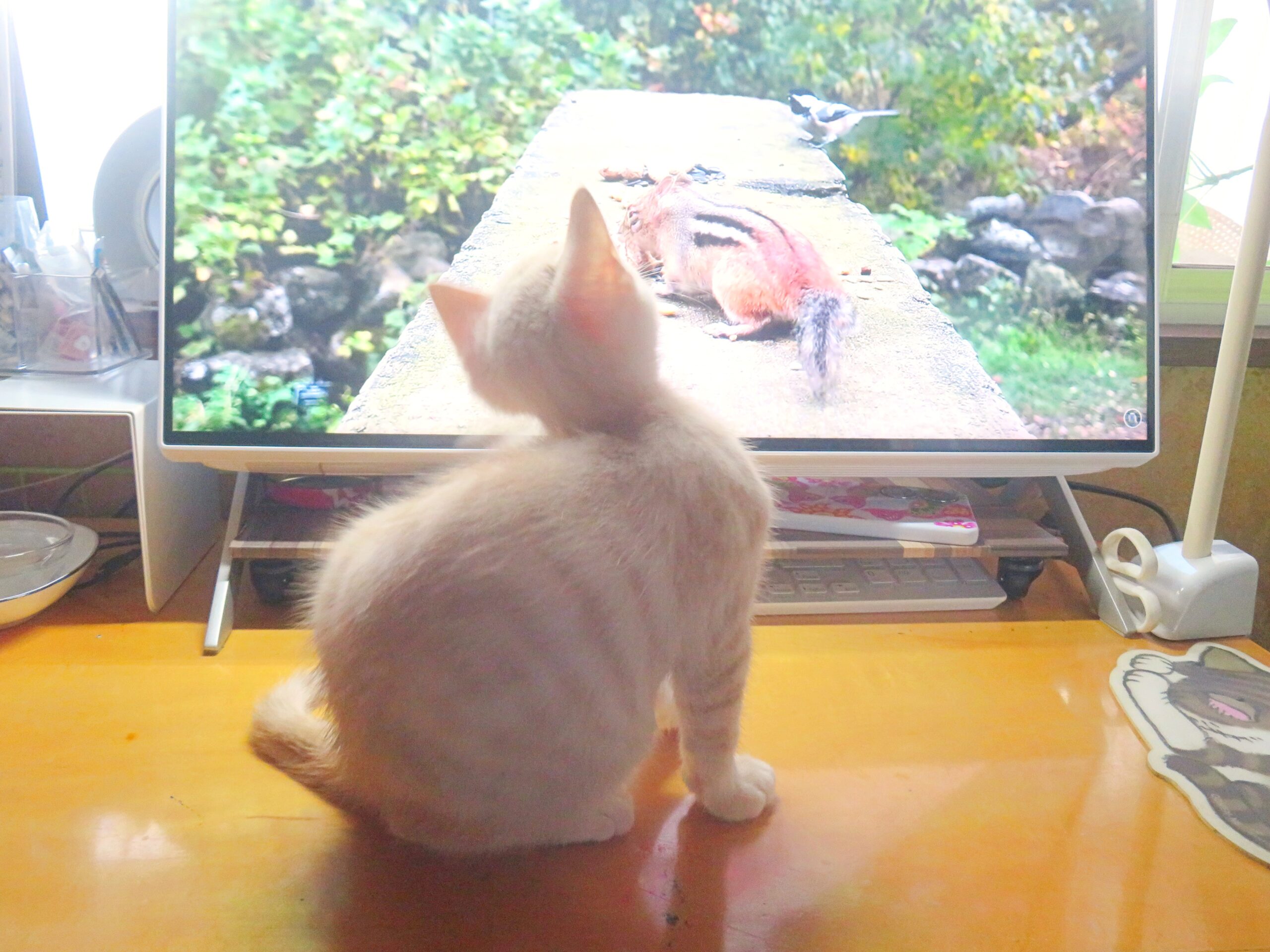 こねこ、そら、遊ぶ