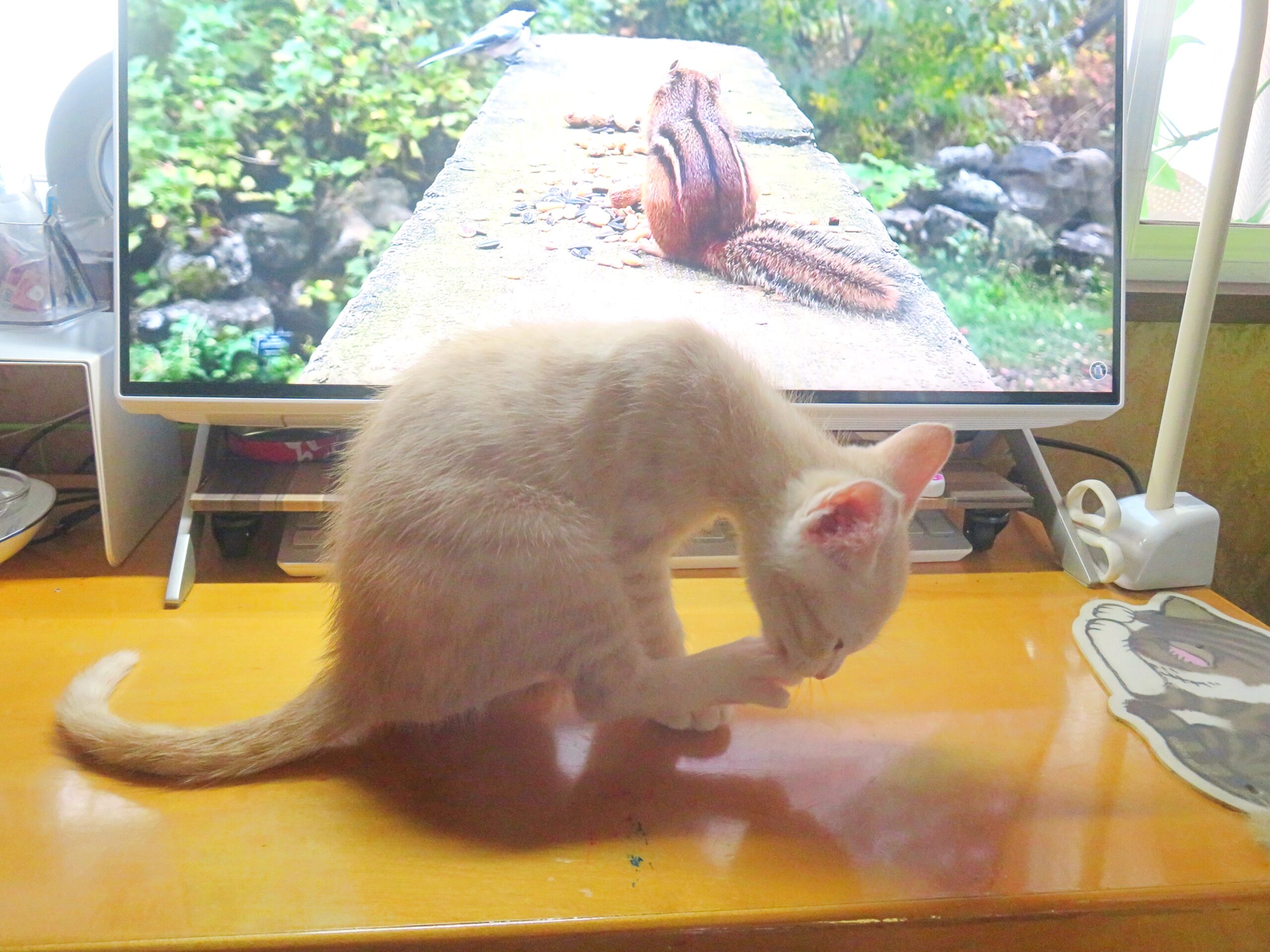 こねこ、そら、遊ぶ
