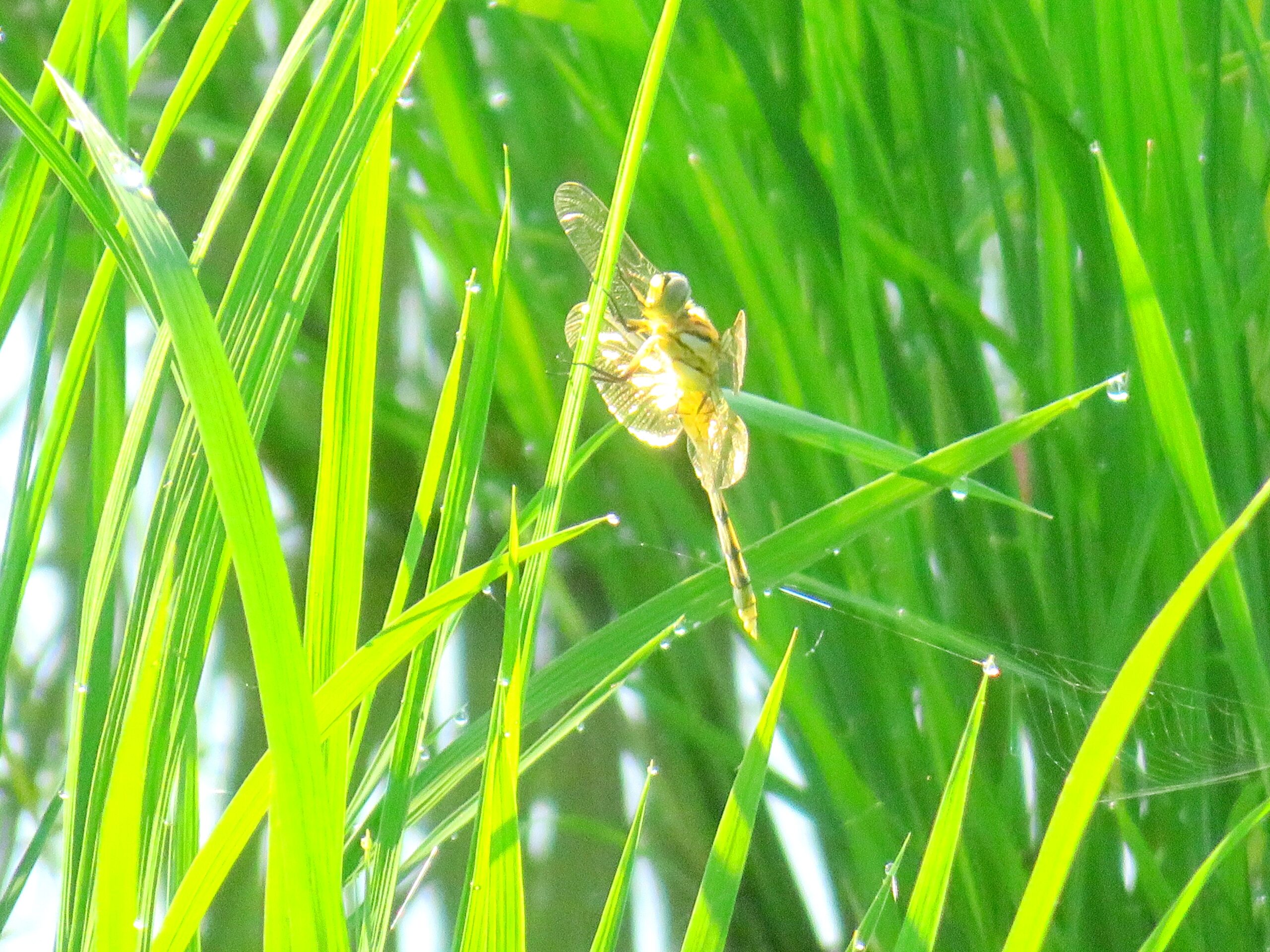 7月の田んぼとトンボ
