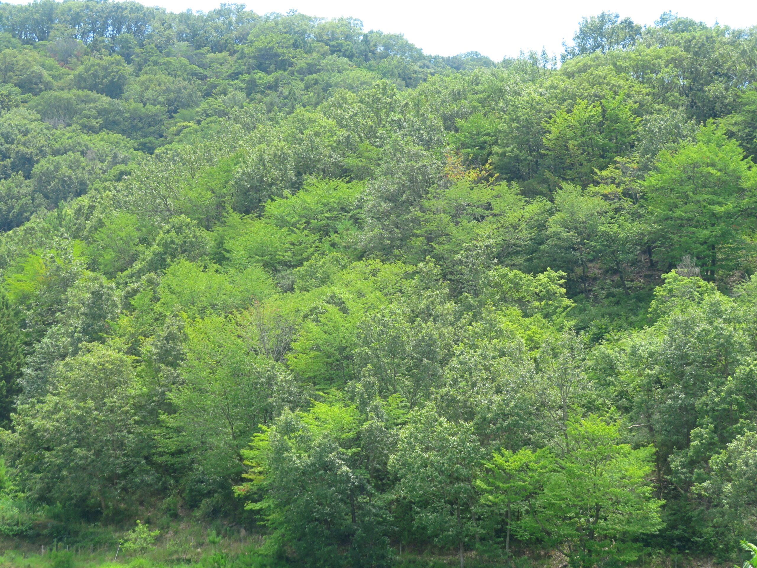 8月の山の木々