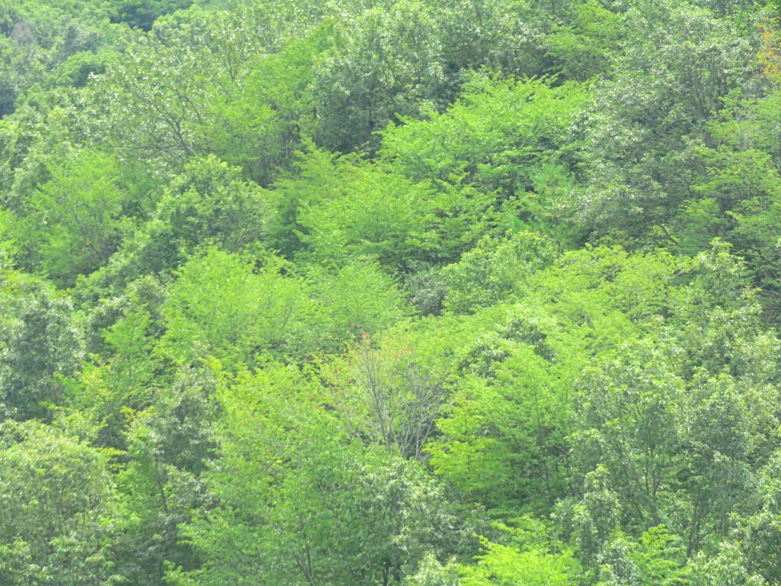 8月の山の木々