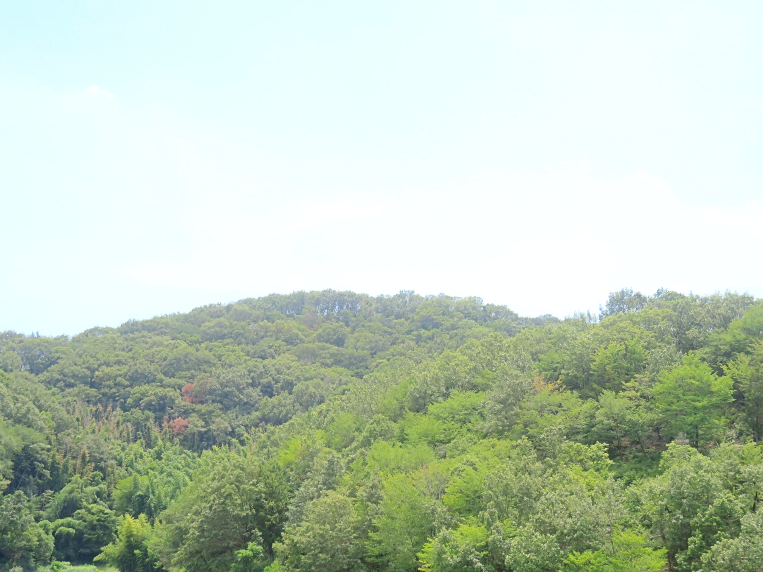 8月の山の木々