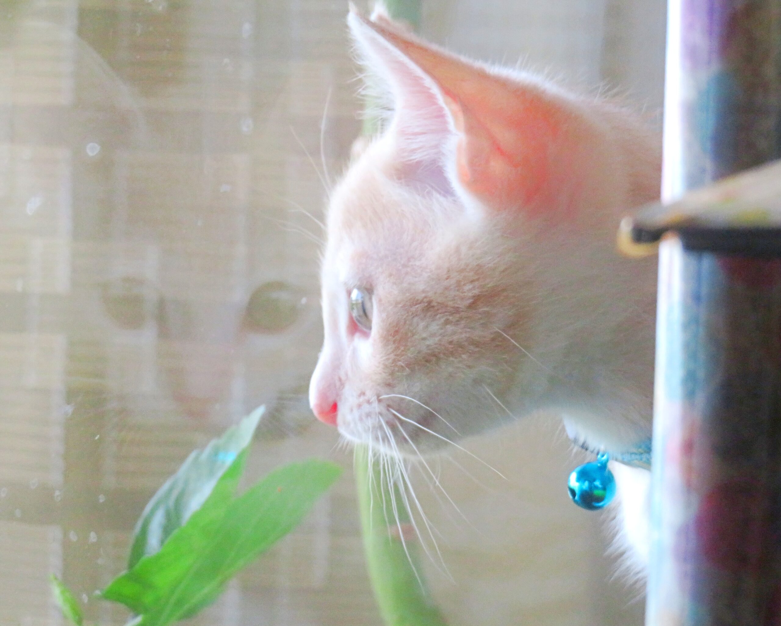 こねこ、そら、遊ぶ