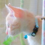 こねこ、そら、遊ぶ