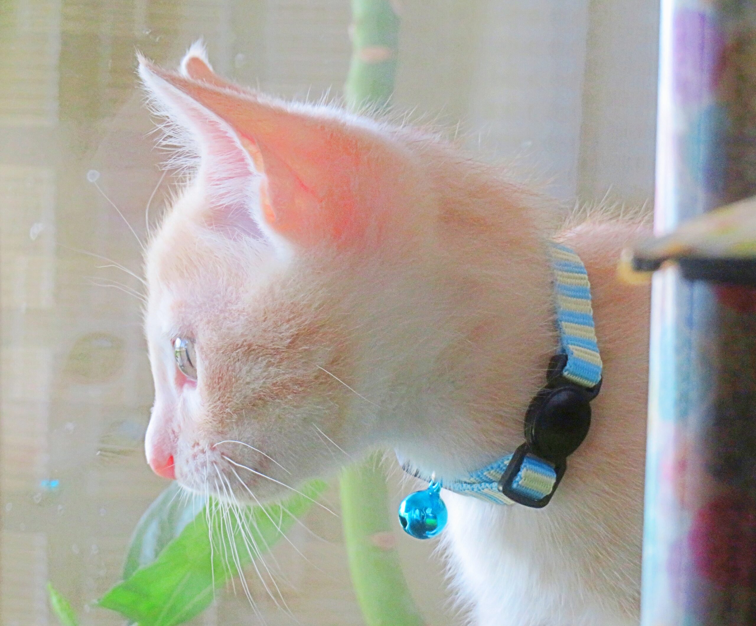 こねこ、そら、遊ぶ