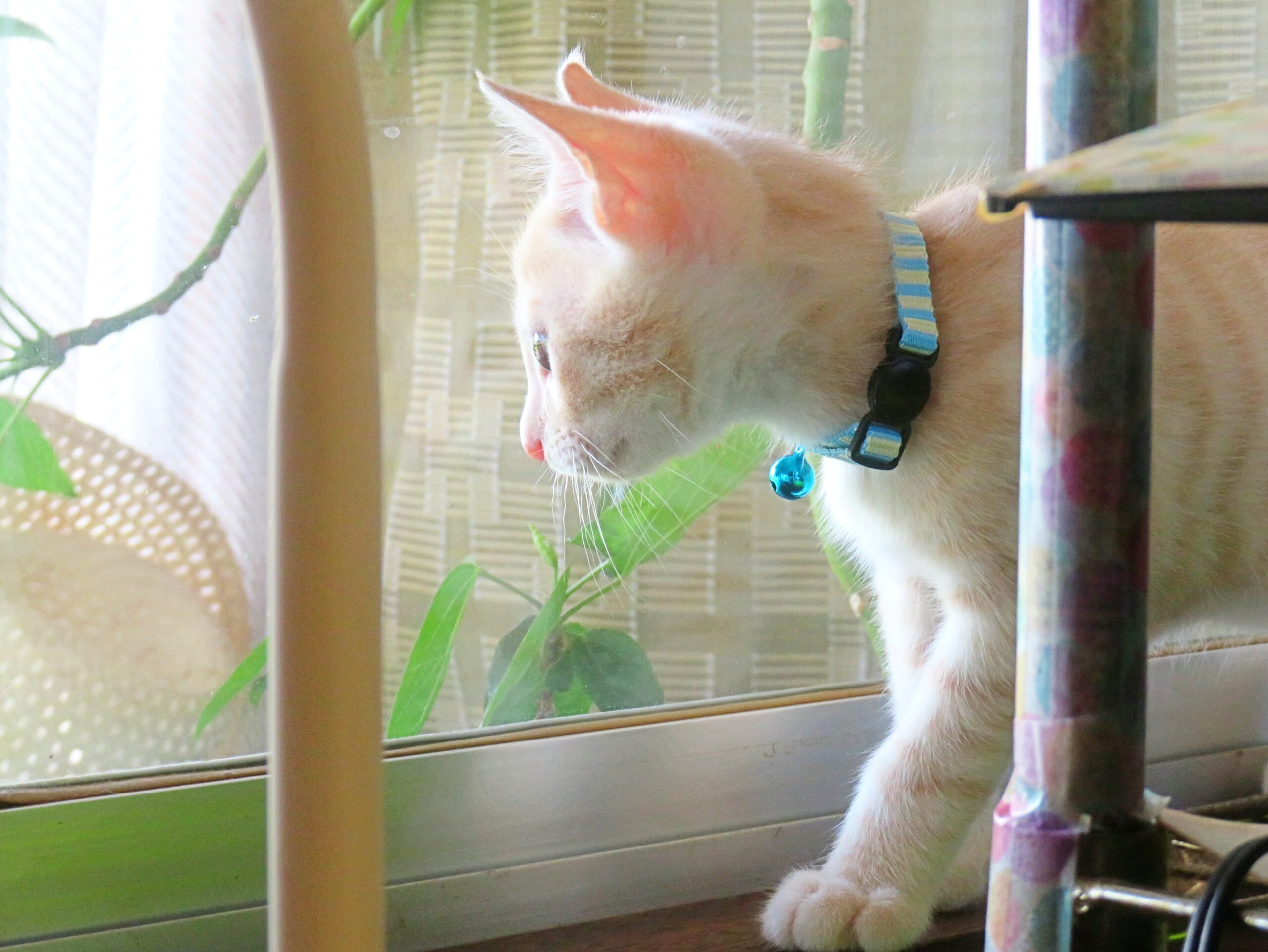 こねこ、そら、遊ぶ