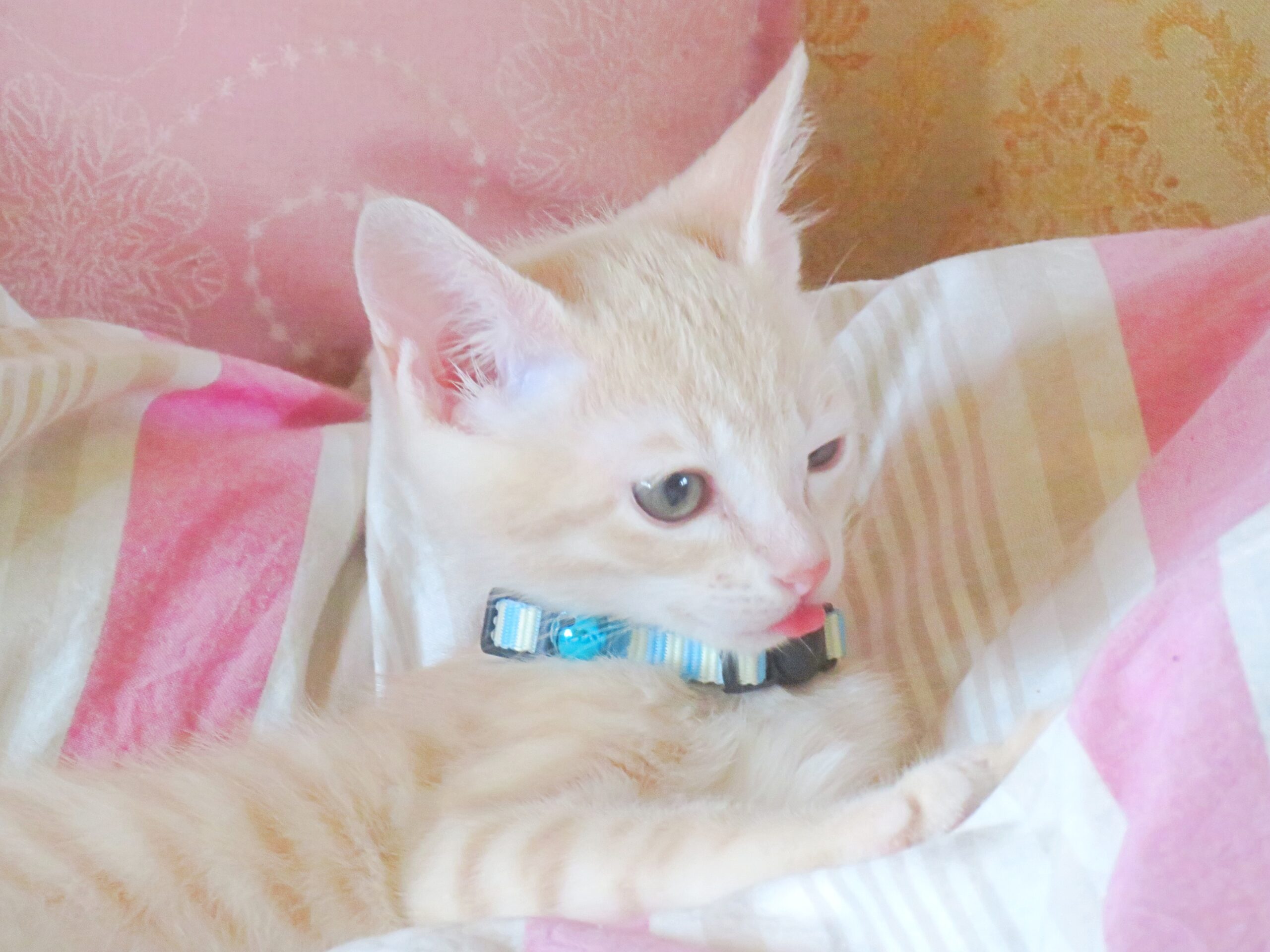 こねこ、そら、遊ぶ