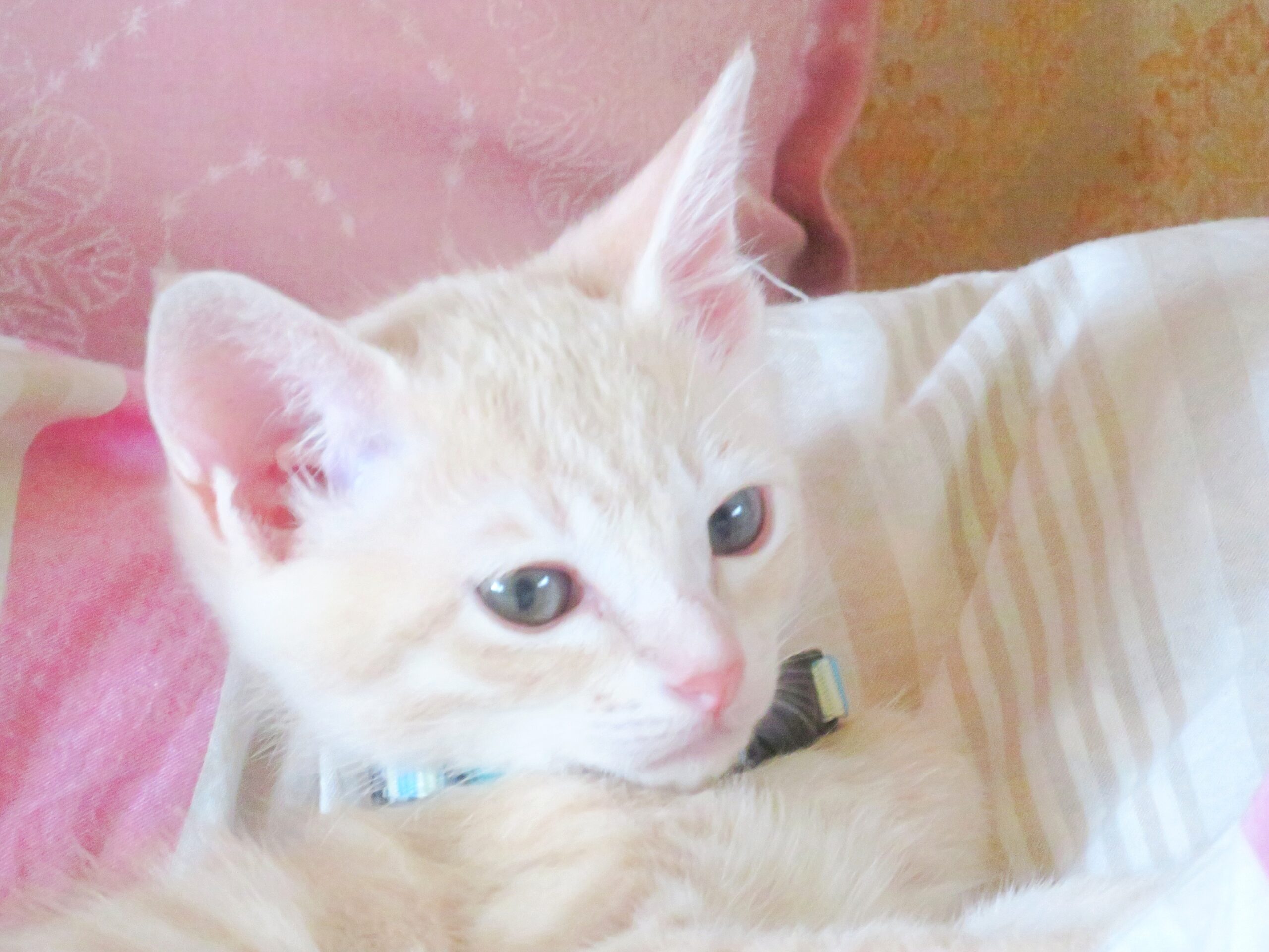 こねこ、そら、遊ぶ