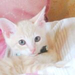 こねこ、そら、遊ぶ