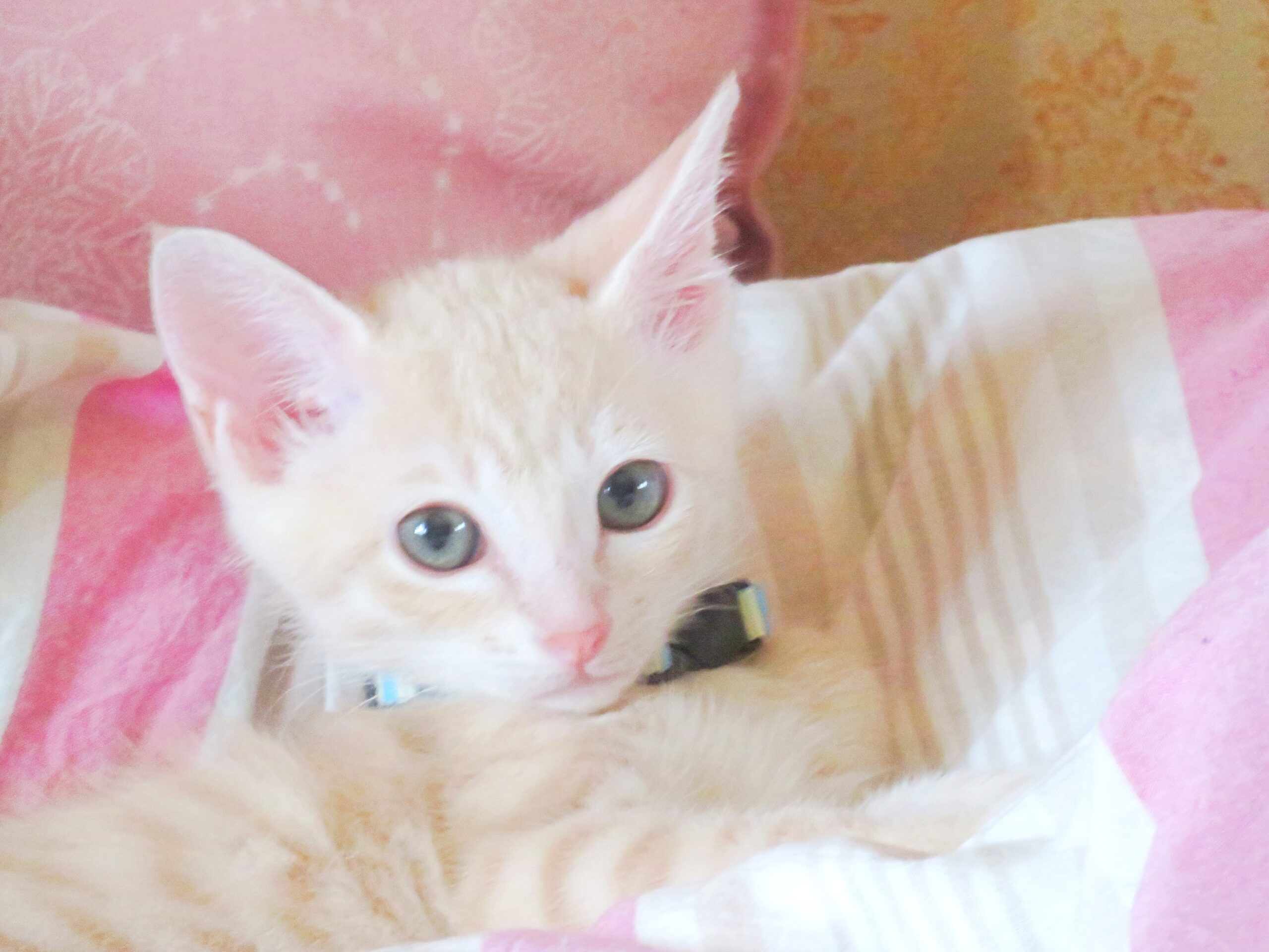 こねこ、そら、遊ぶ