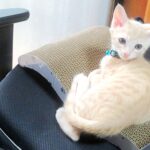 こねこ、そら、遊ぶ
