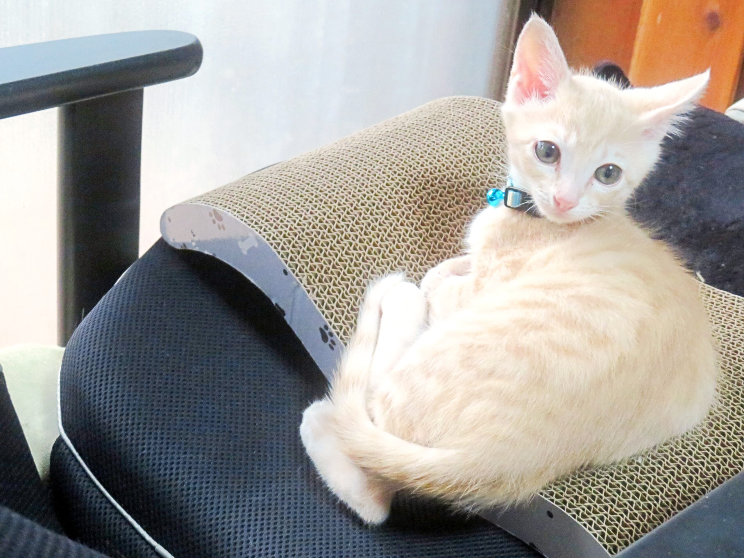 こねこ、そら、遊ぶ
