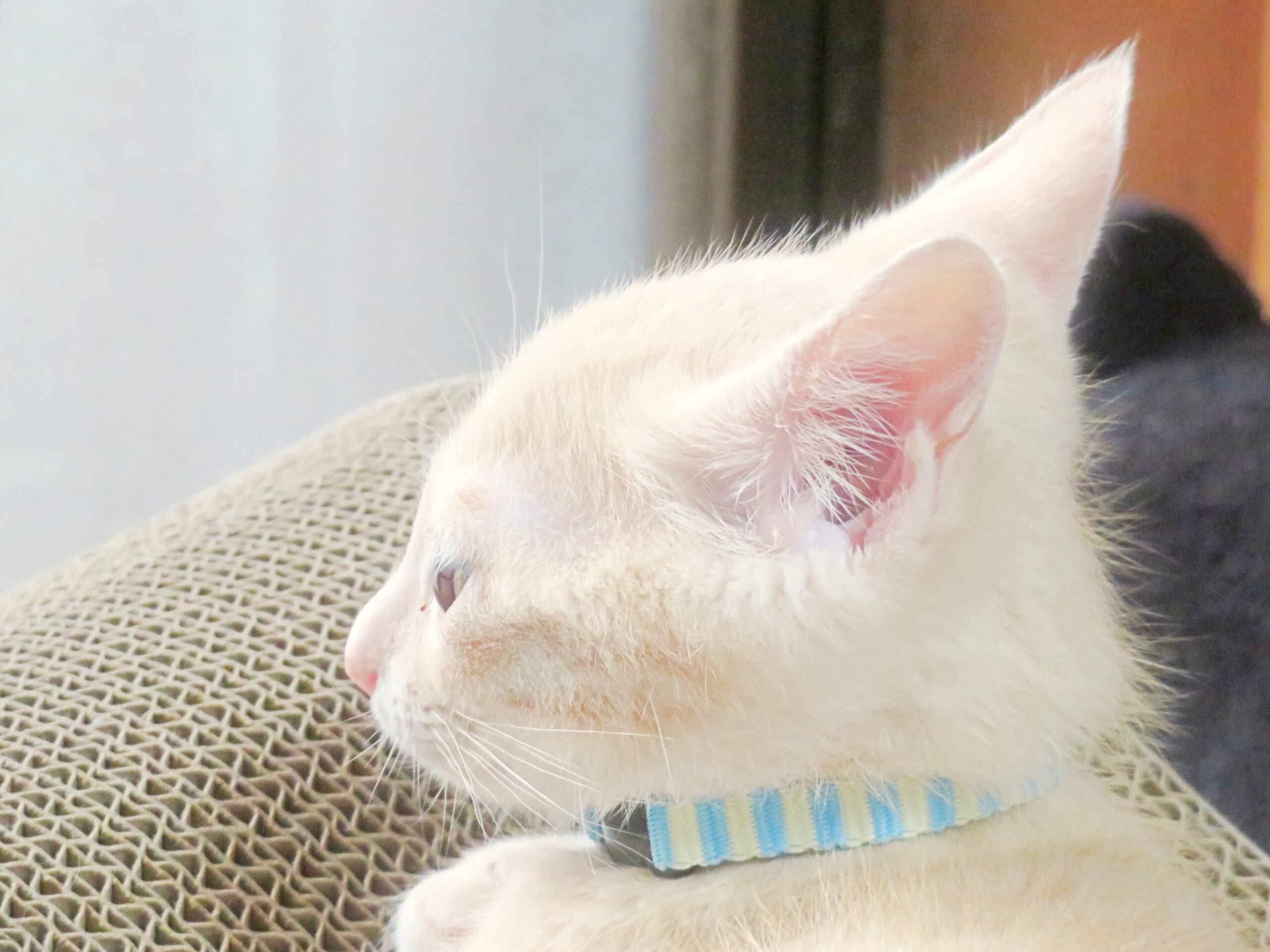 こねこ、そら、遊ぶ