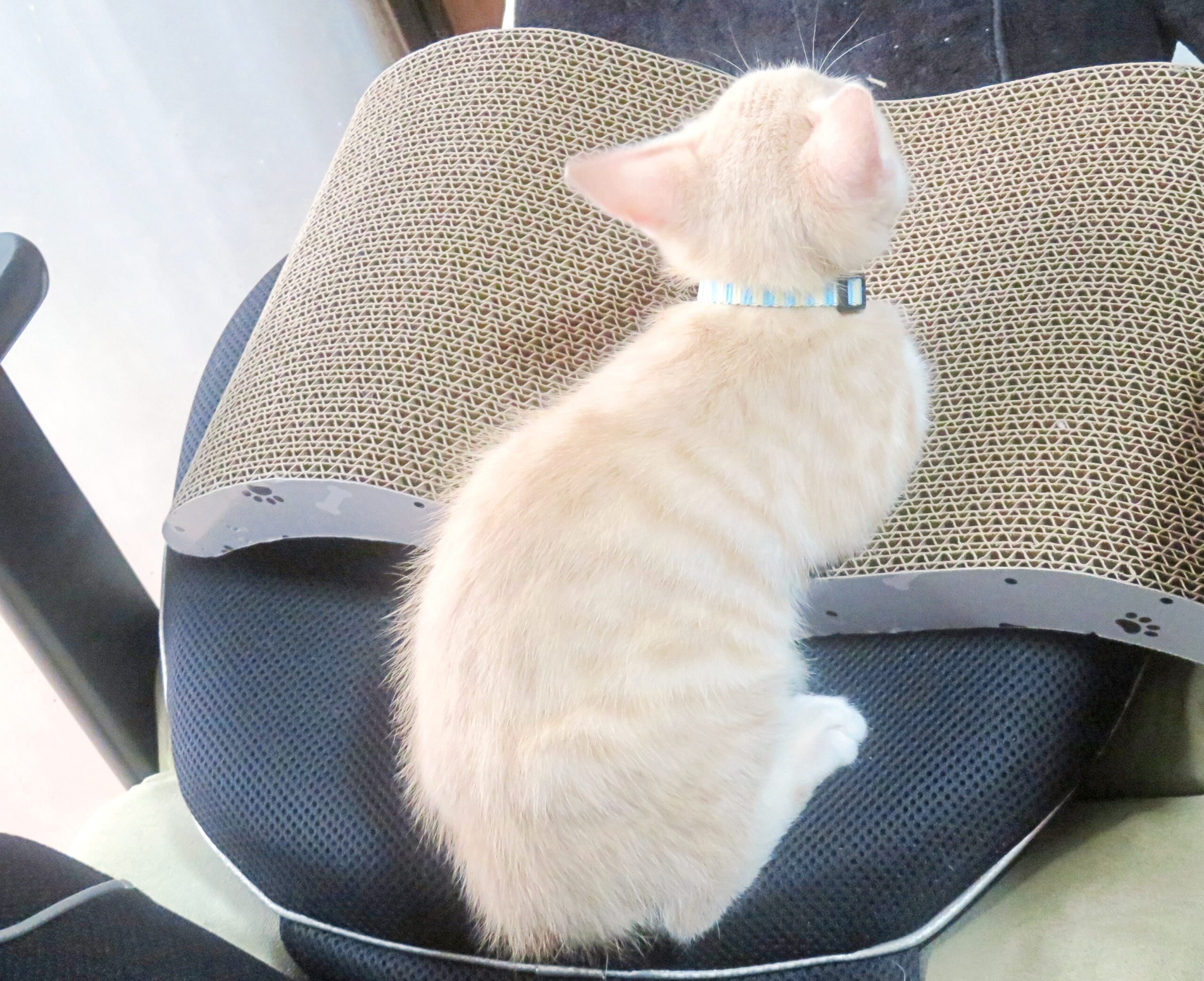 こねこ、そら、遊ぶ