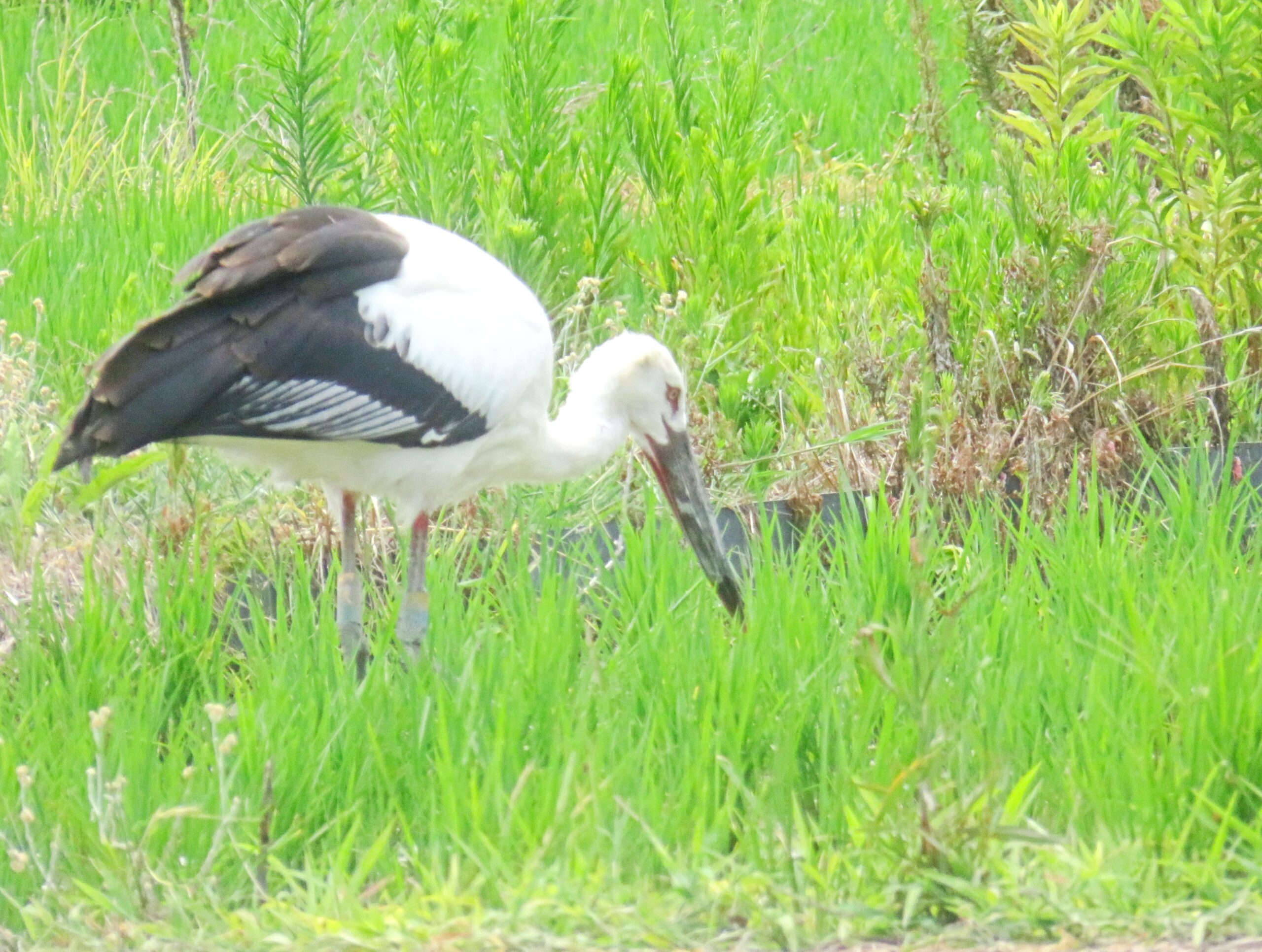 コウノトリ(鸛)