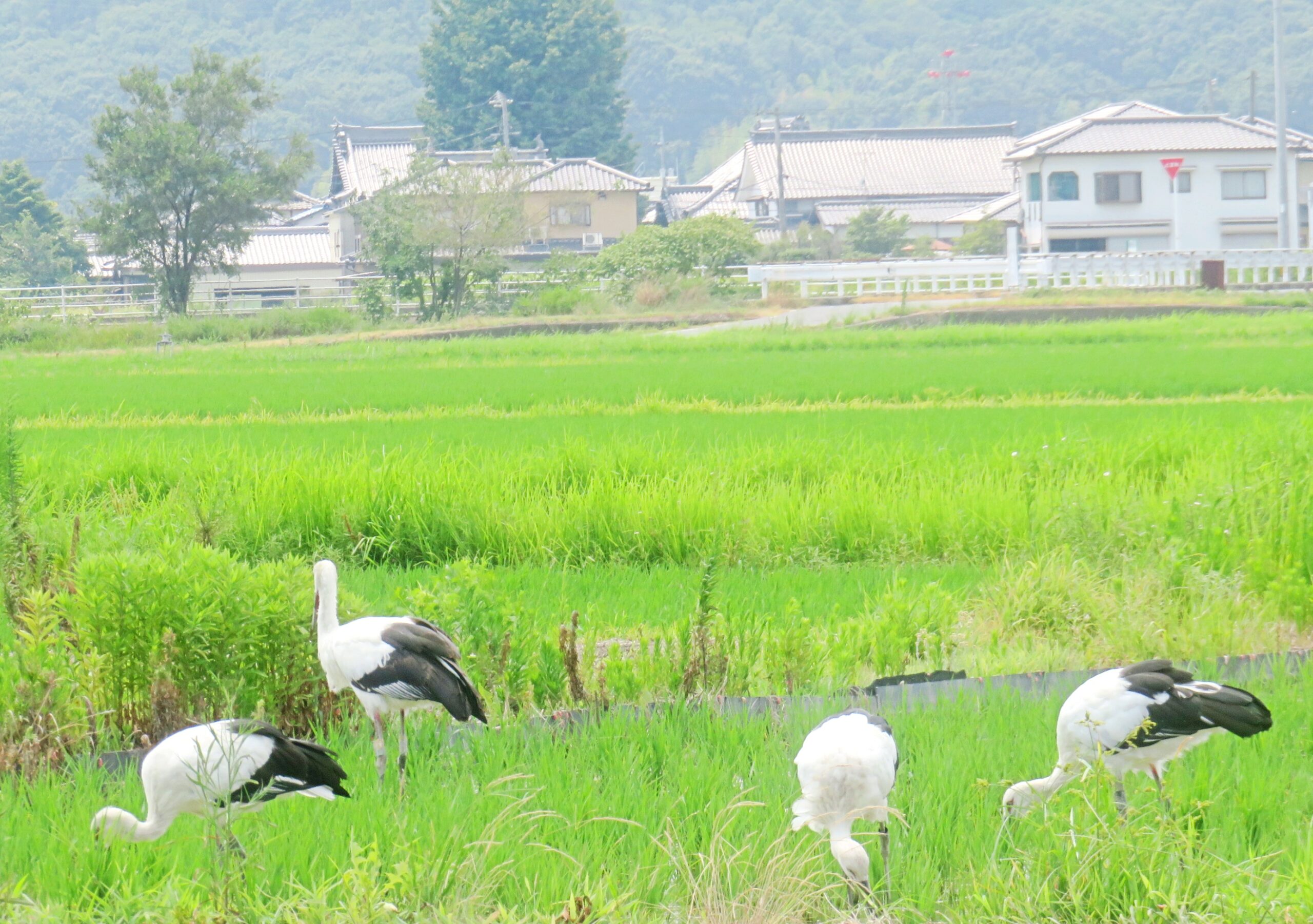 コウノトリ(鸛)