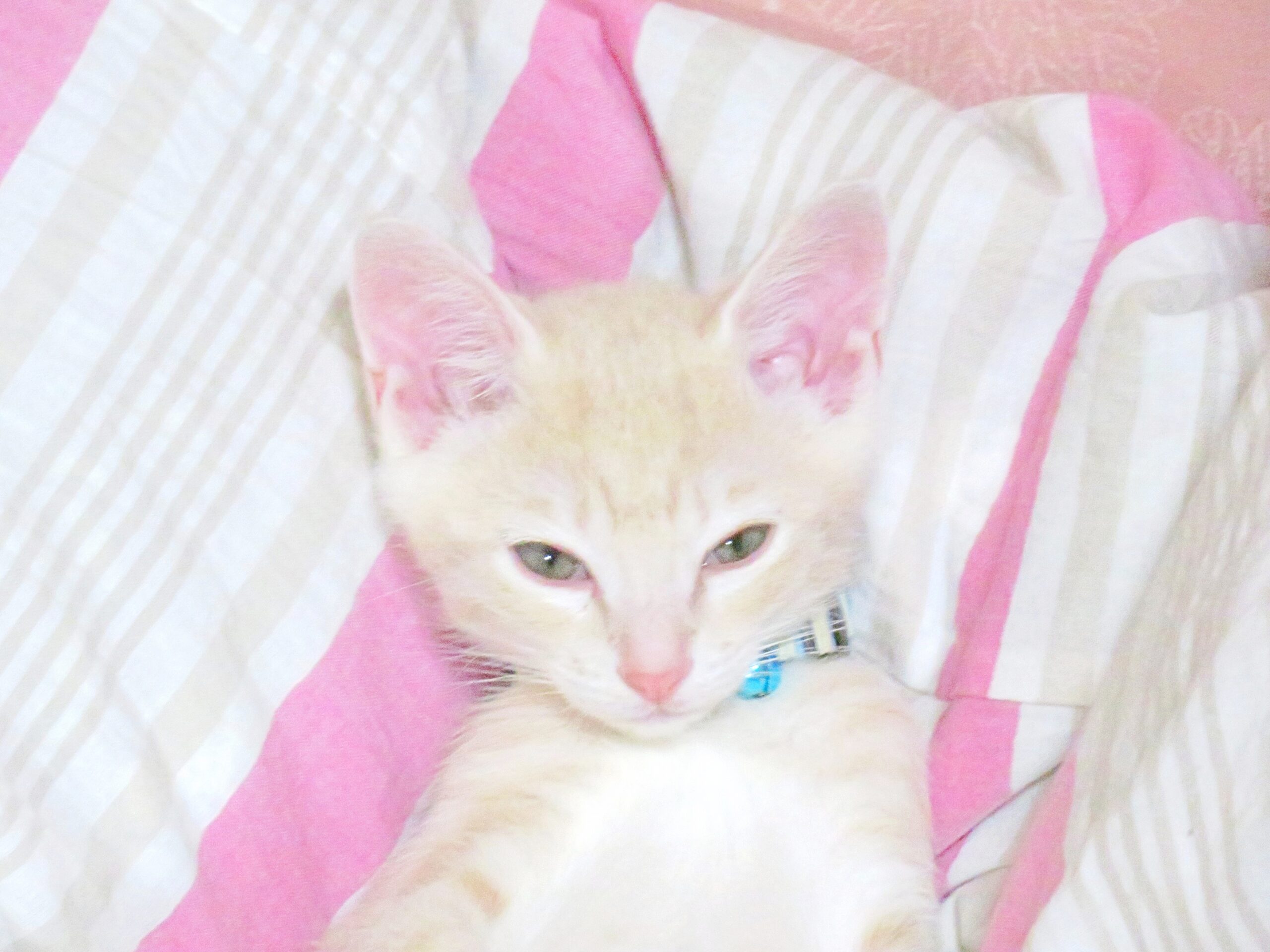 こねこ、そら、ベッド