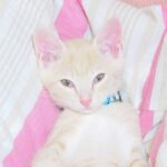 こねこ、そら、ベッド