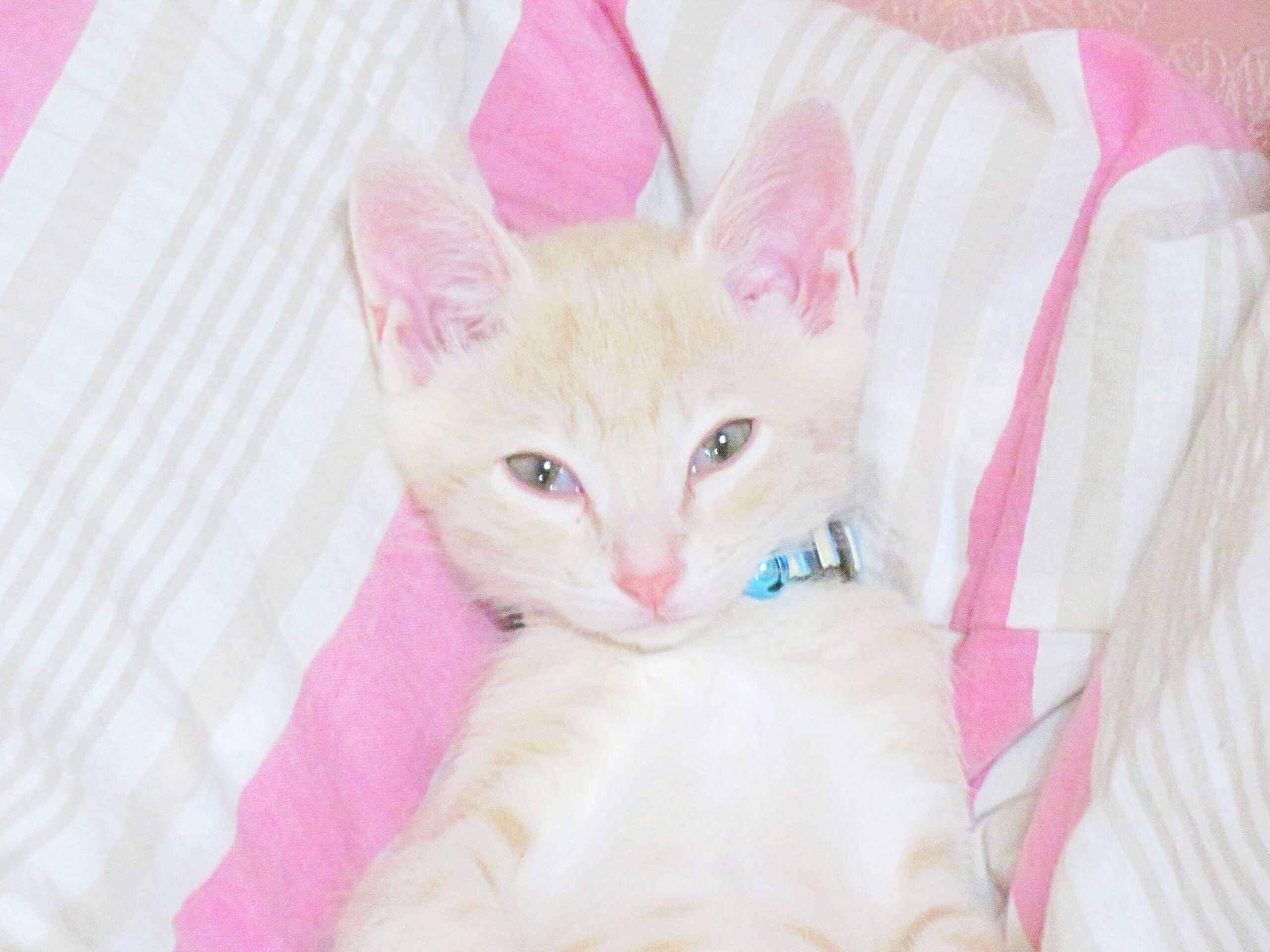 こねこ、そら、ベッド
