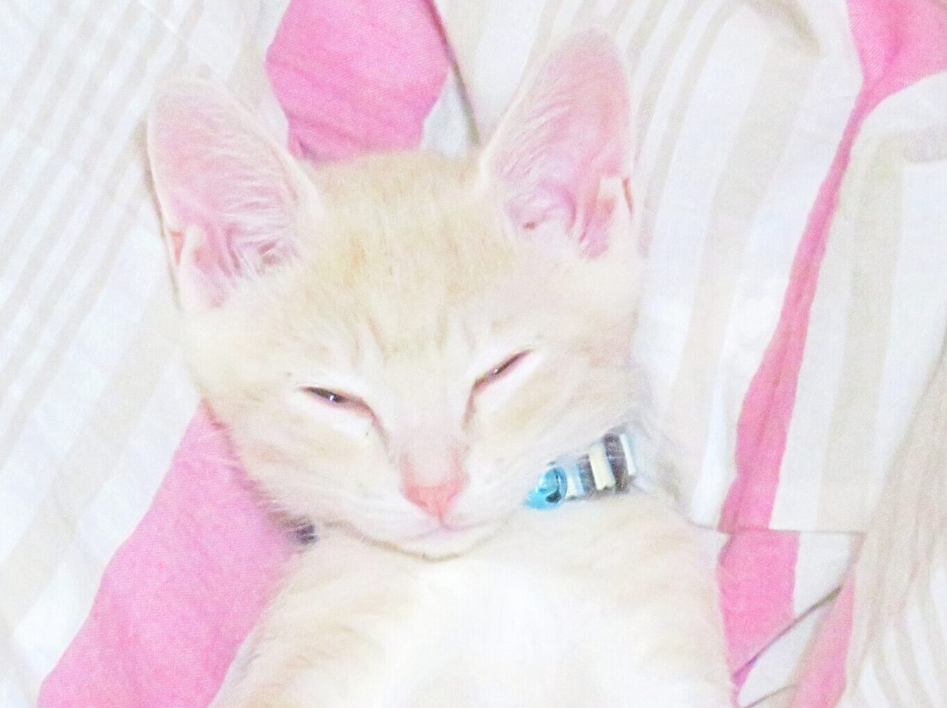 こねこ、そら、ベッド